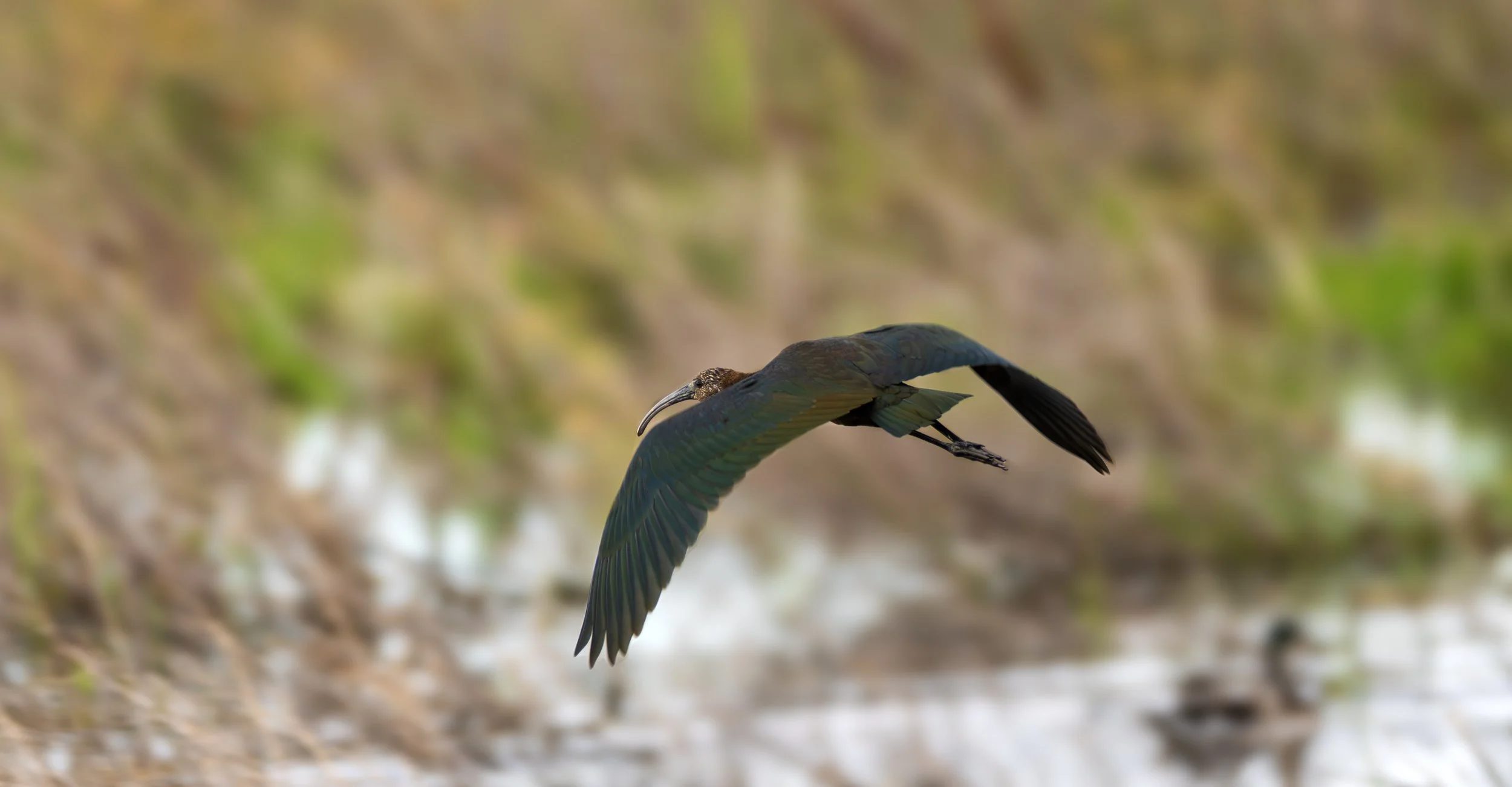 white-faced ibis 4.jpg