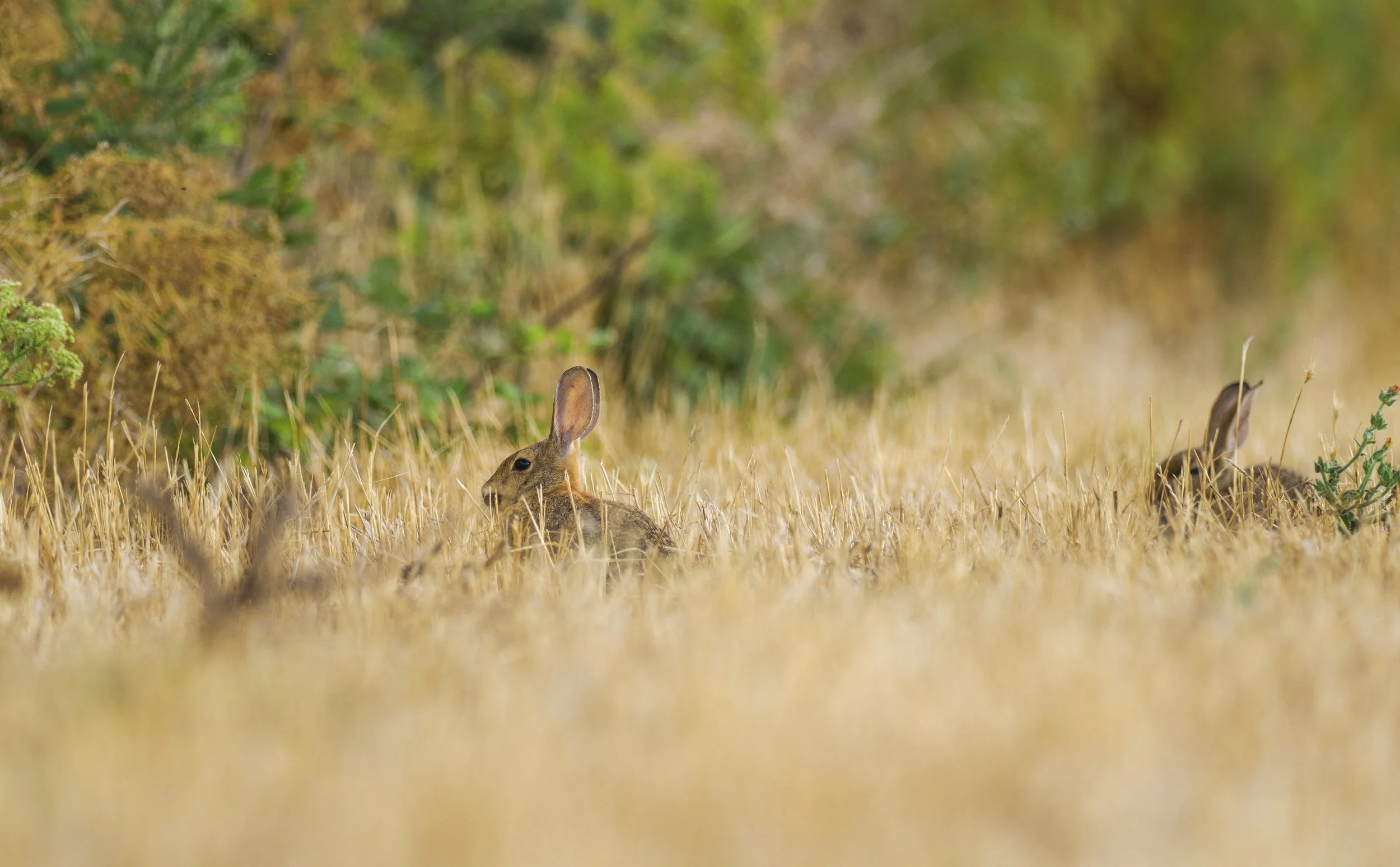 bunny family.jpg