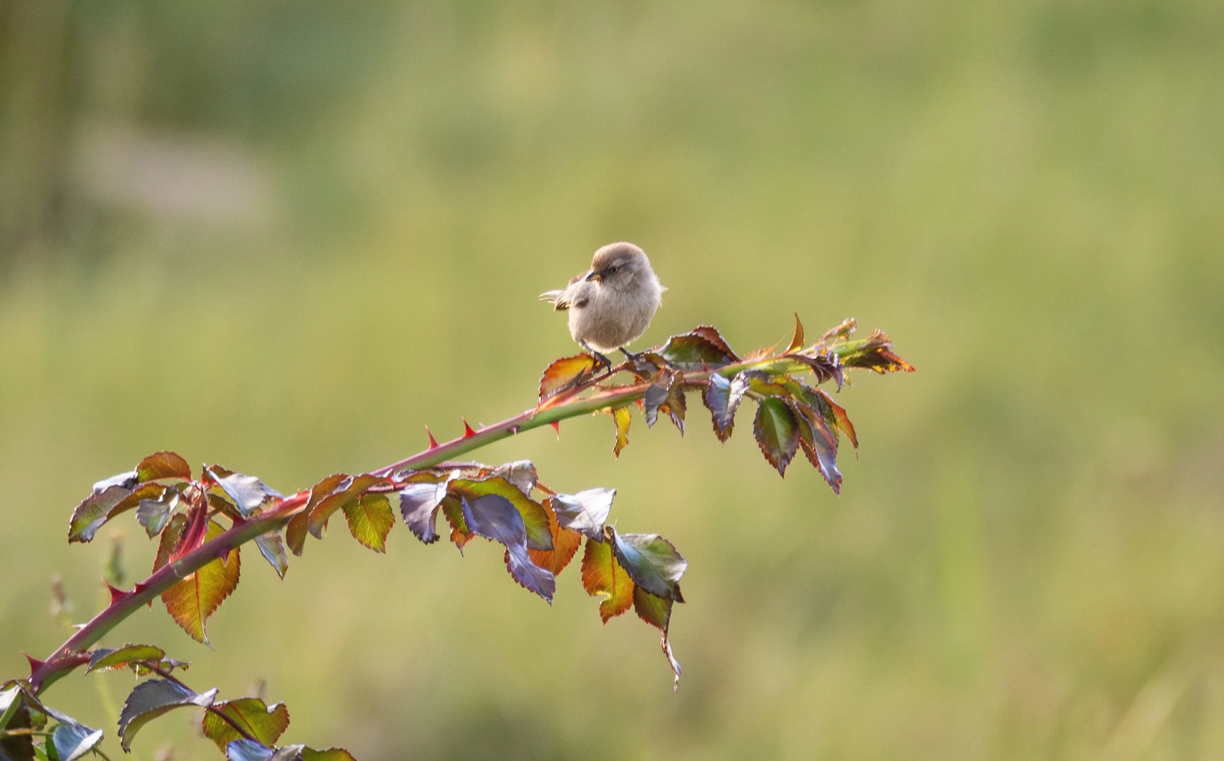 bushtit 3.jpg