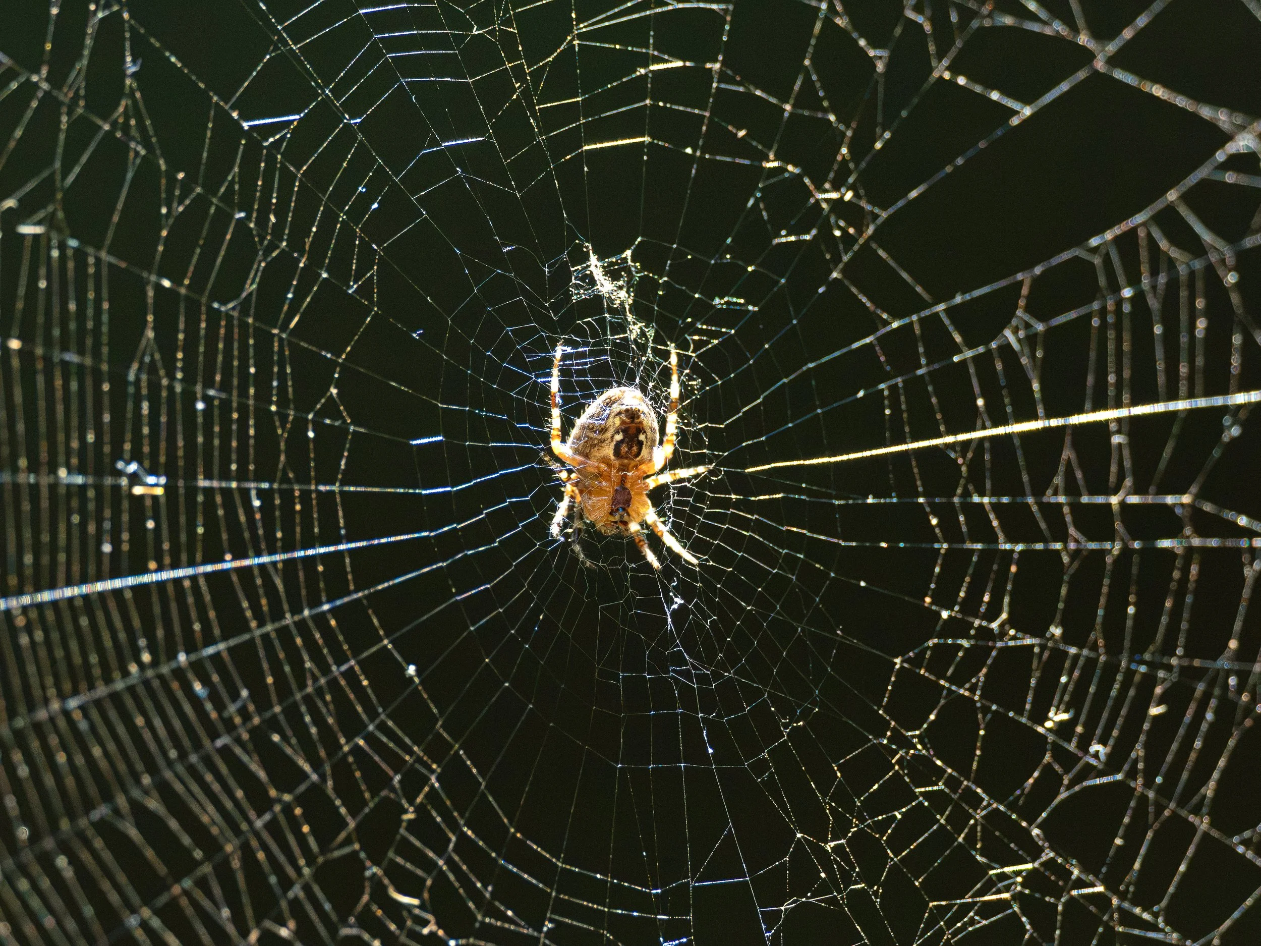 spider 1.jpg