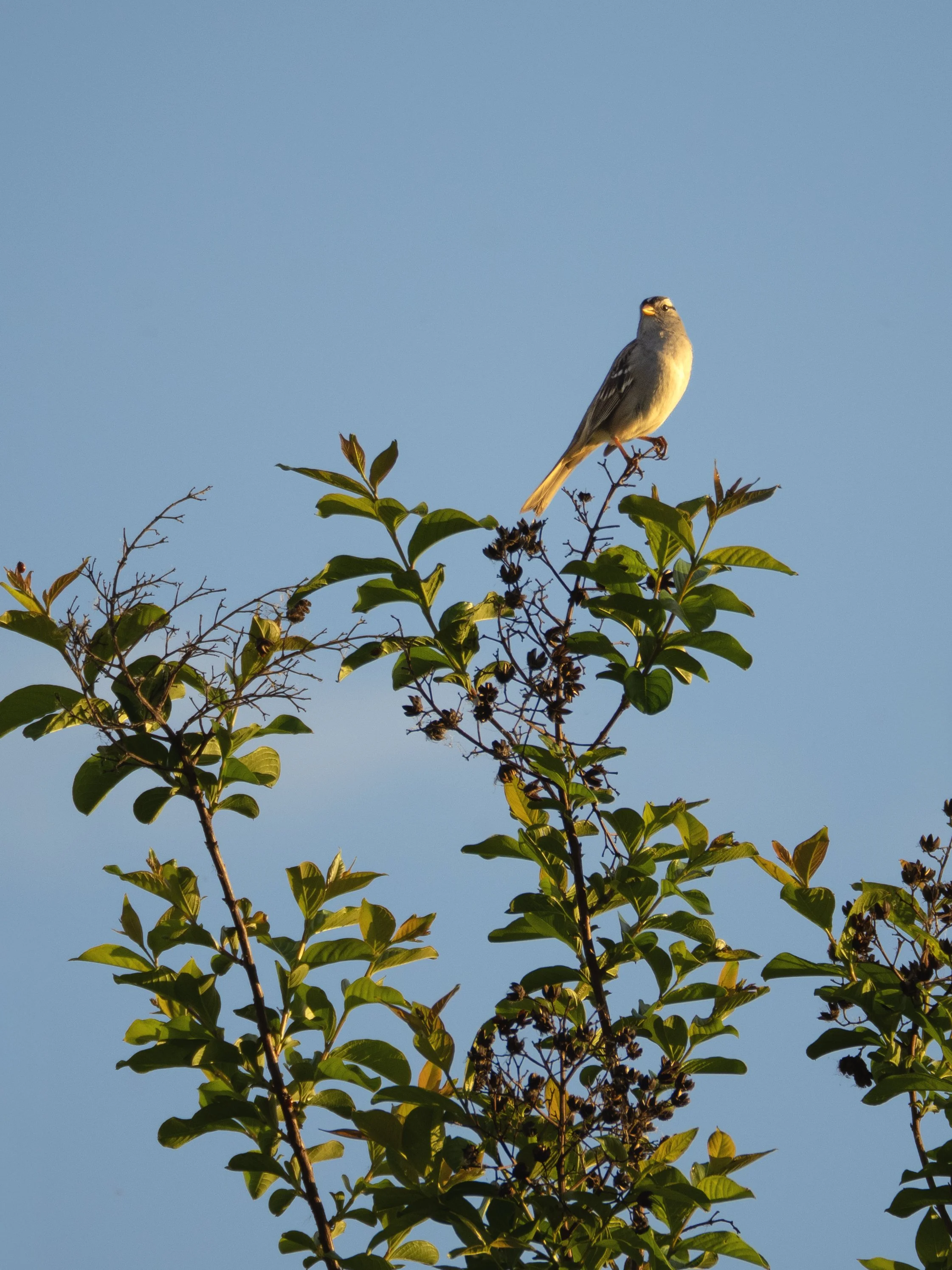white crowed sparrow 1.jpg