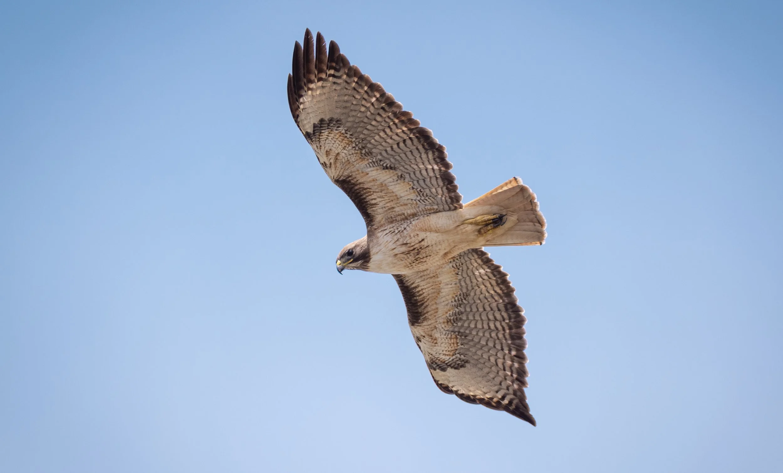 redtailed hawk.jpg