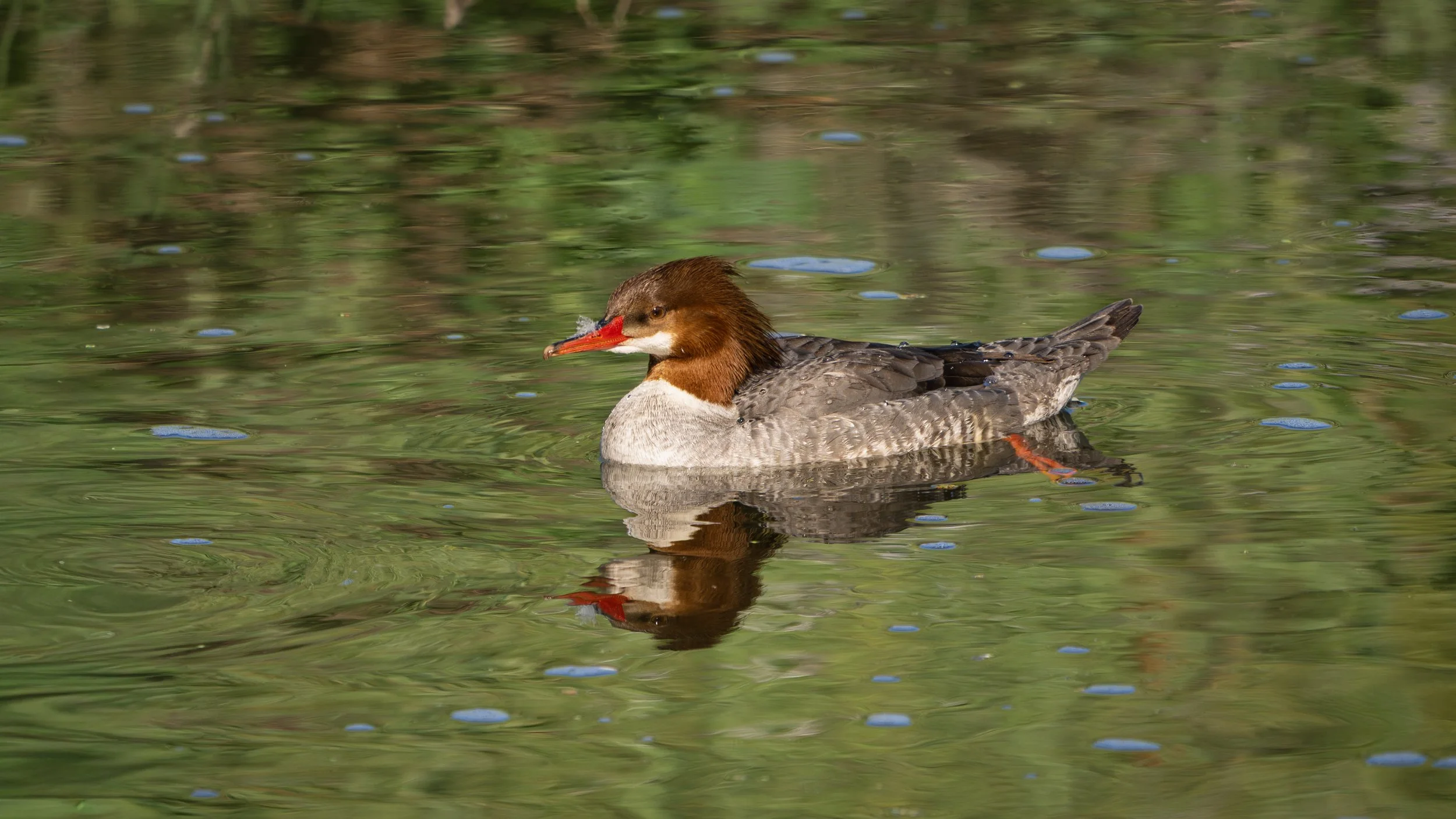 merganser.jpg