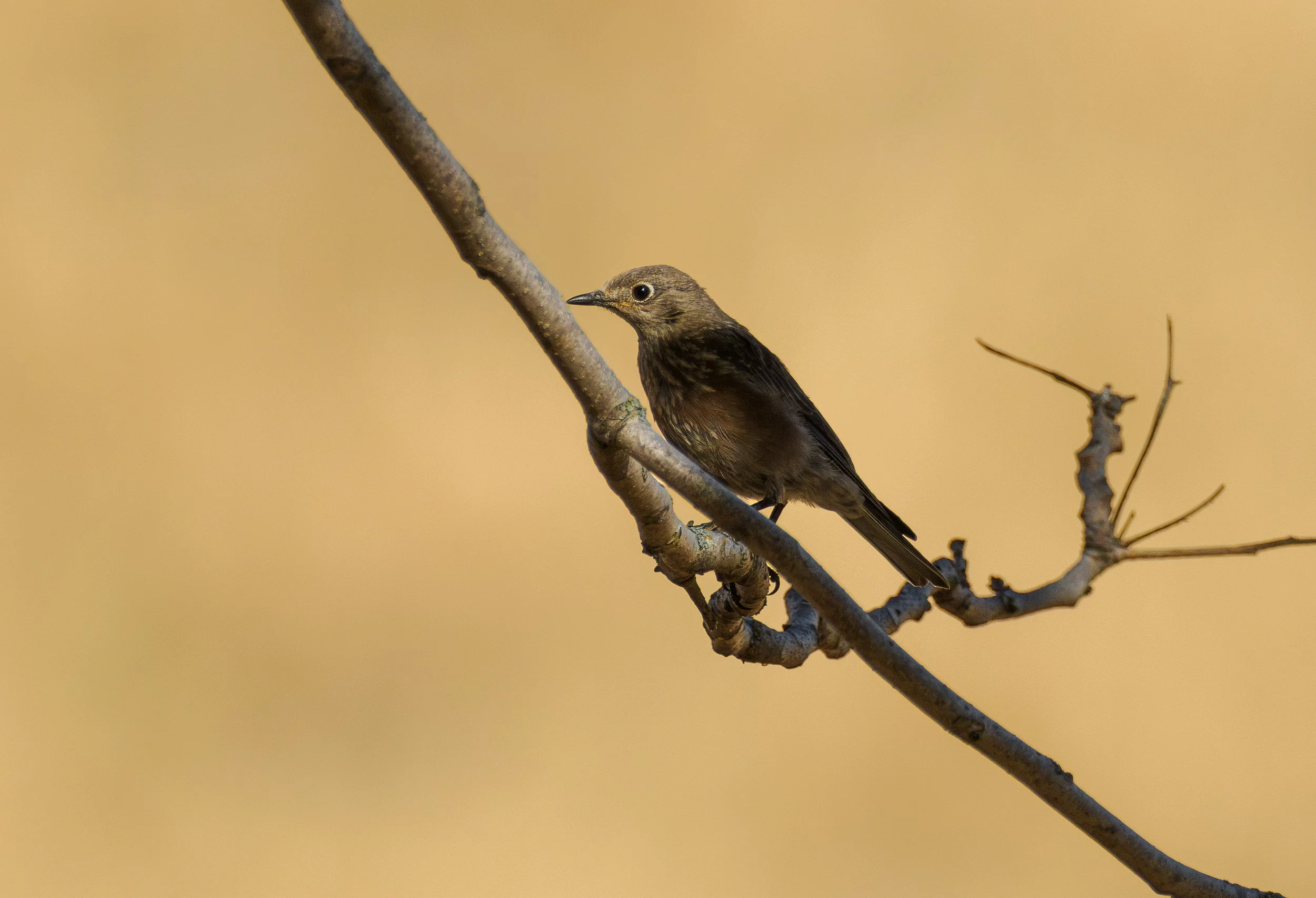 western bluebird female.jpg