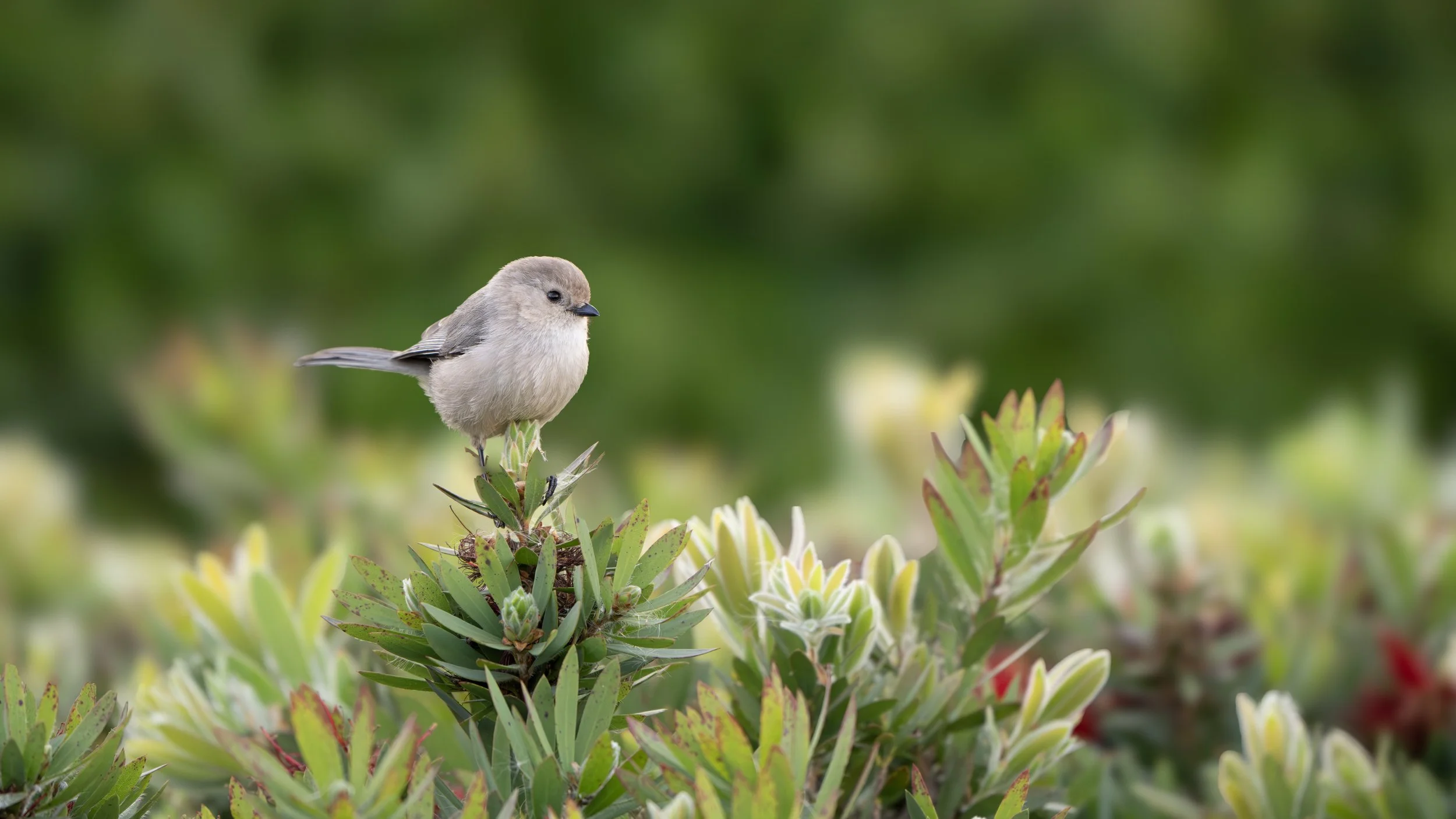 bushtit 9.jpg