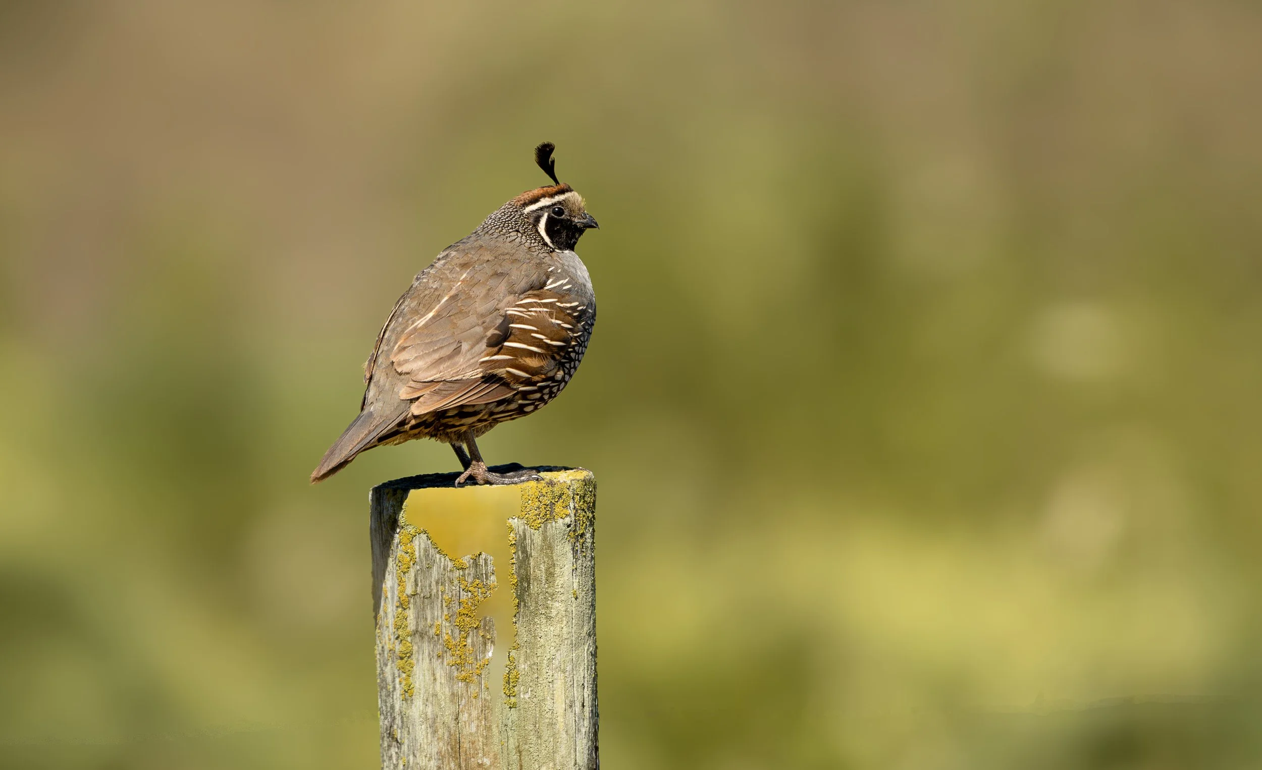 california quail 2.jpg