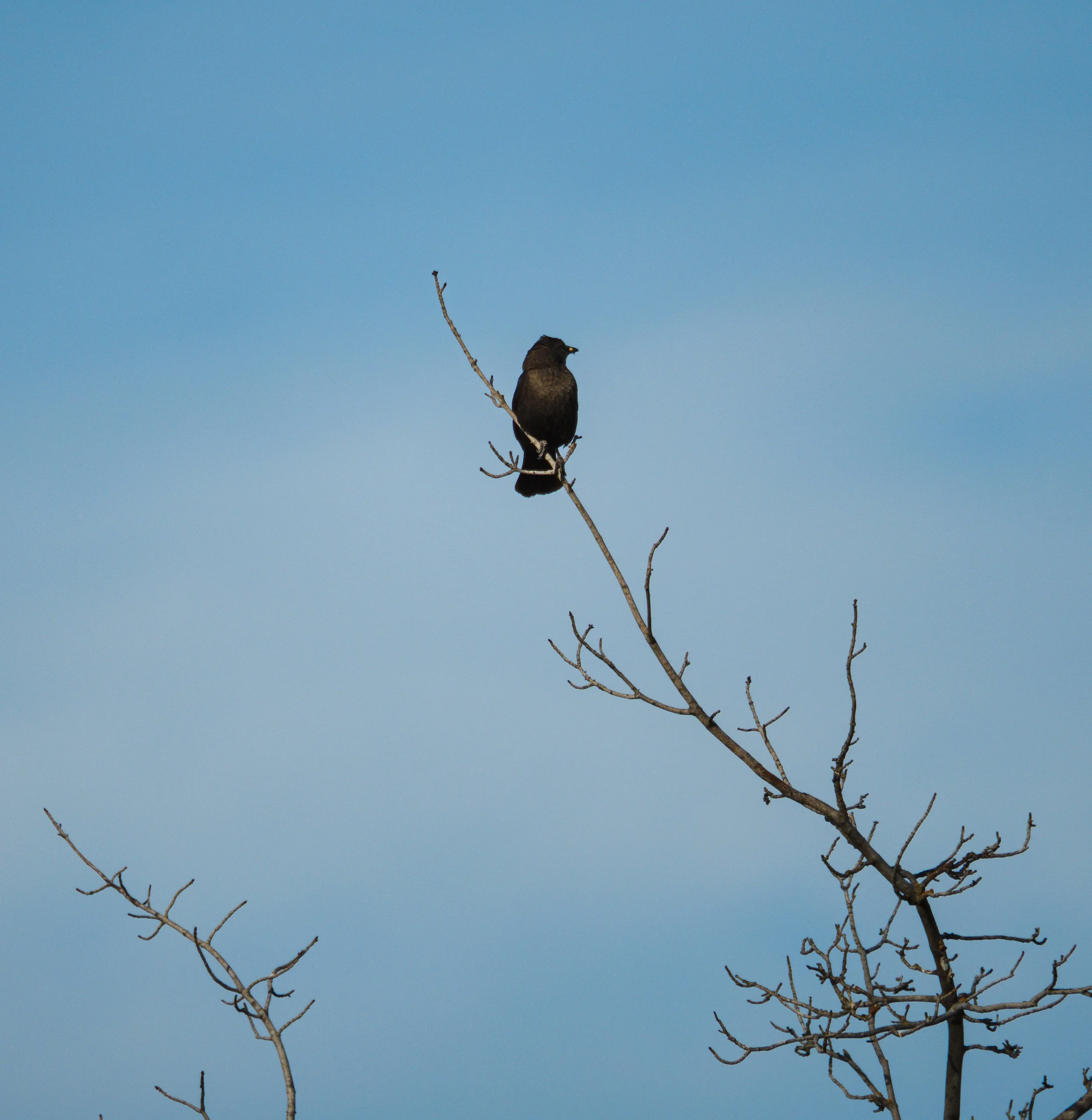 blackbird.jpg