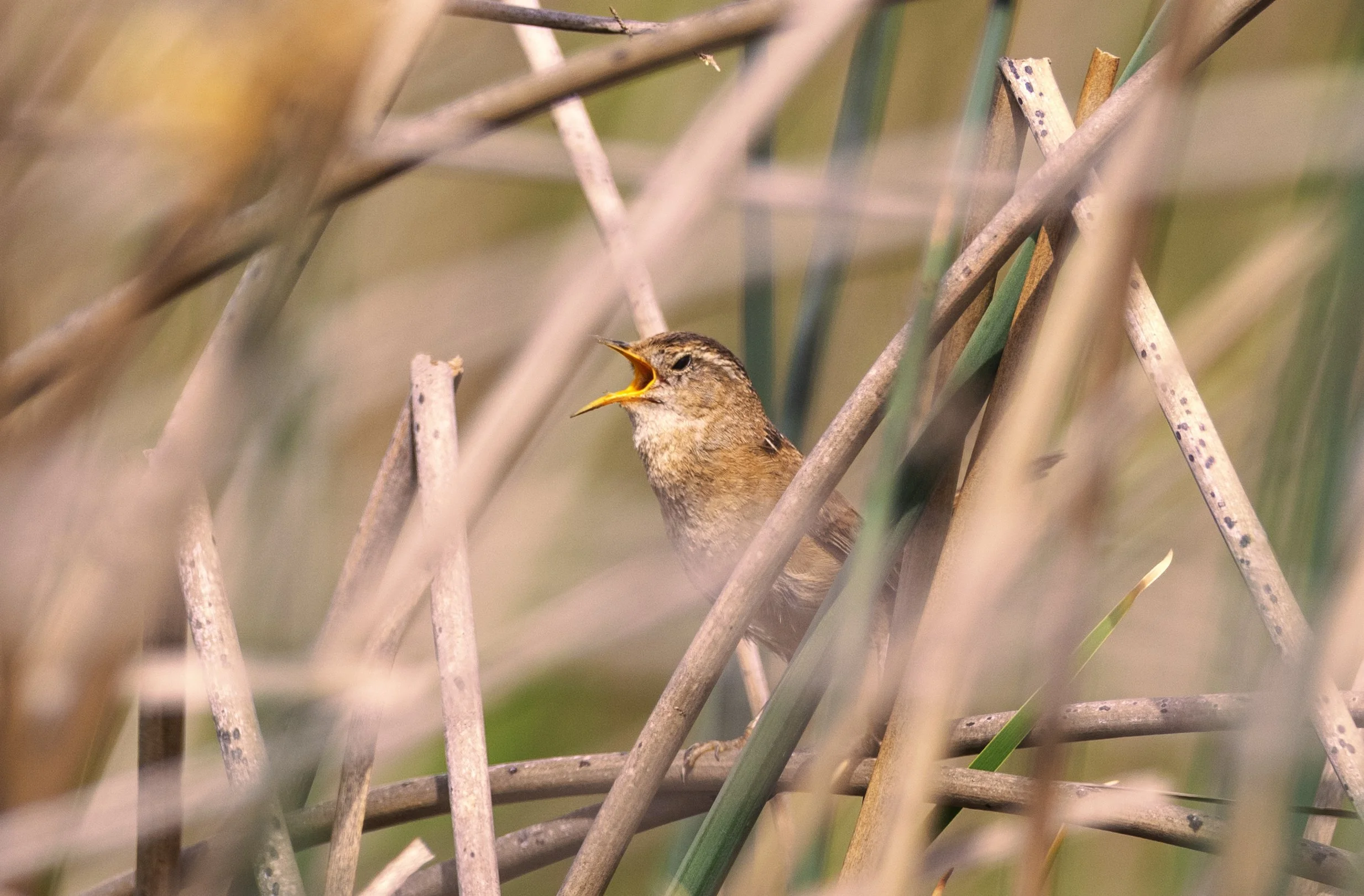 marsh wren 12.jpg