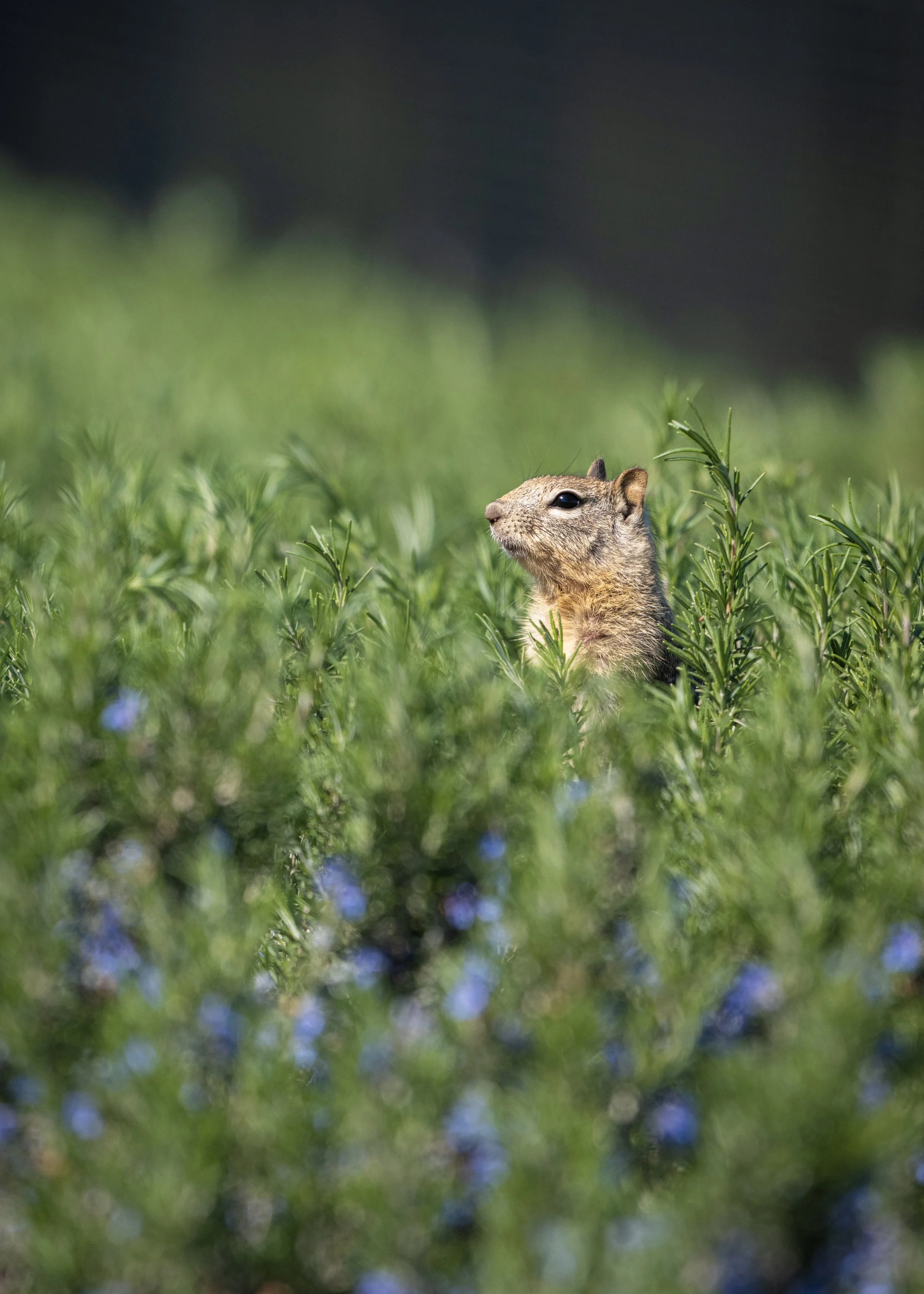 ground squirrel green.jpg