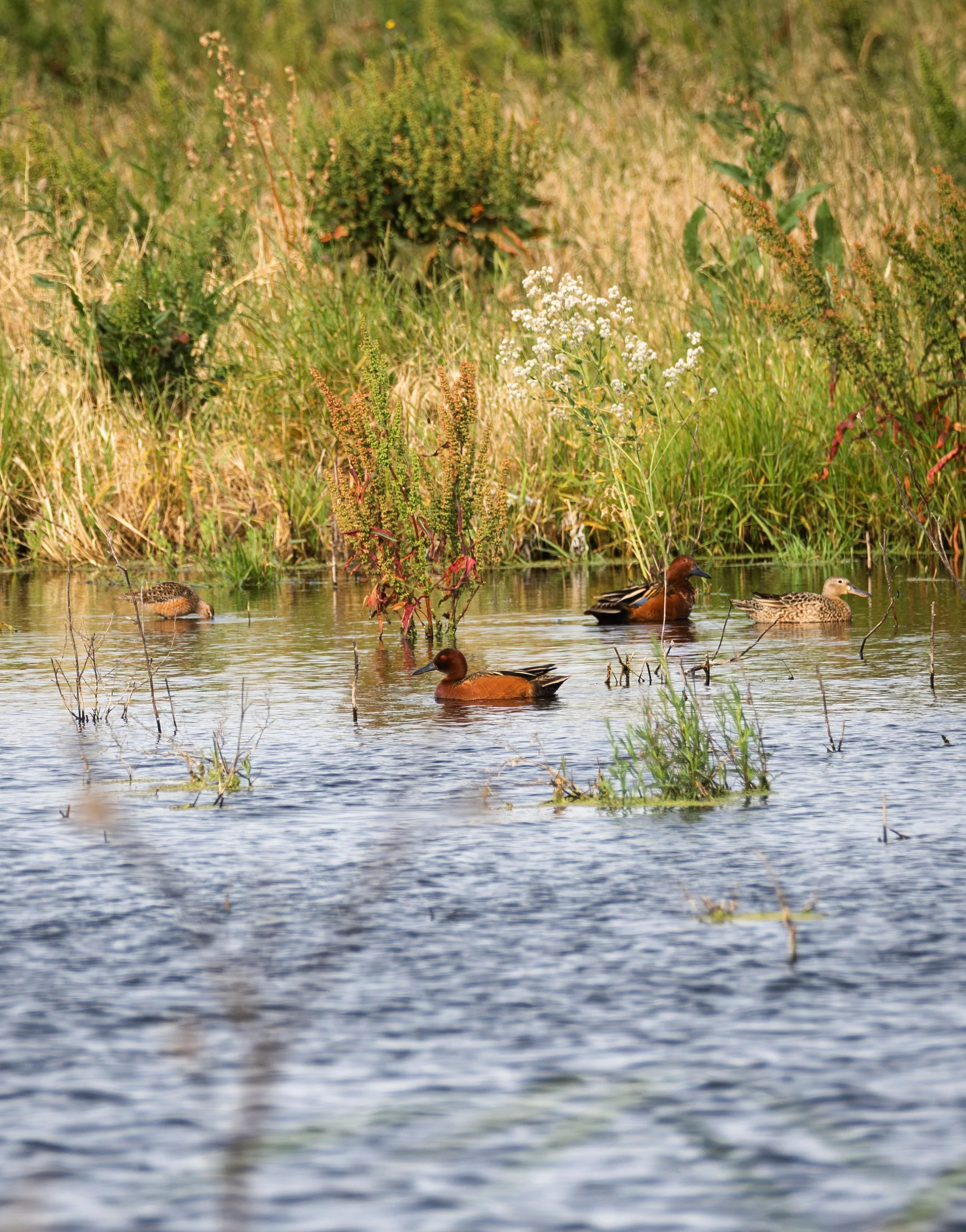 cinammon teals 3.jpg