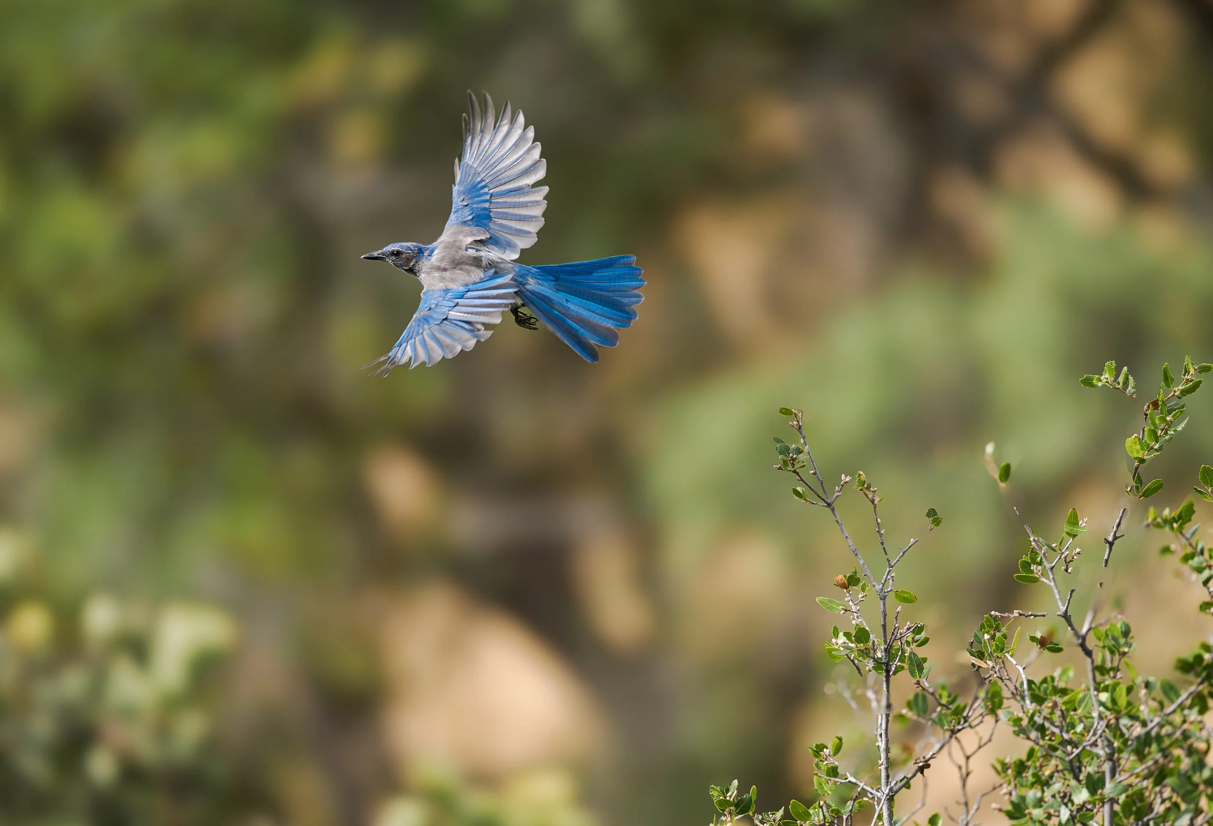 blue jay 4.jpg