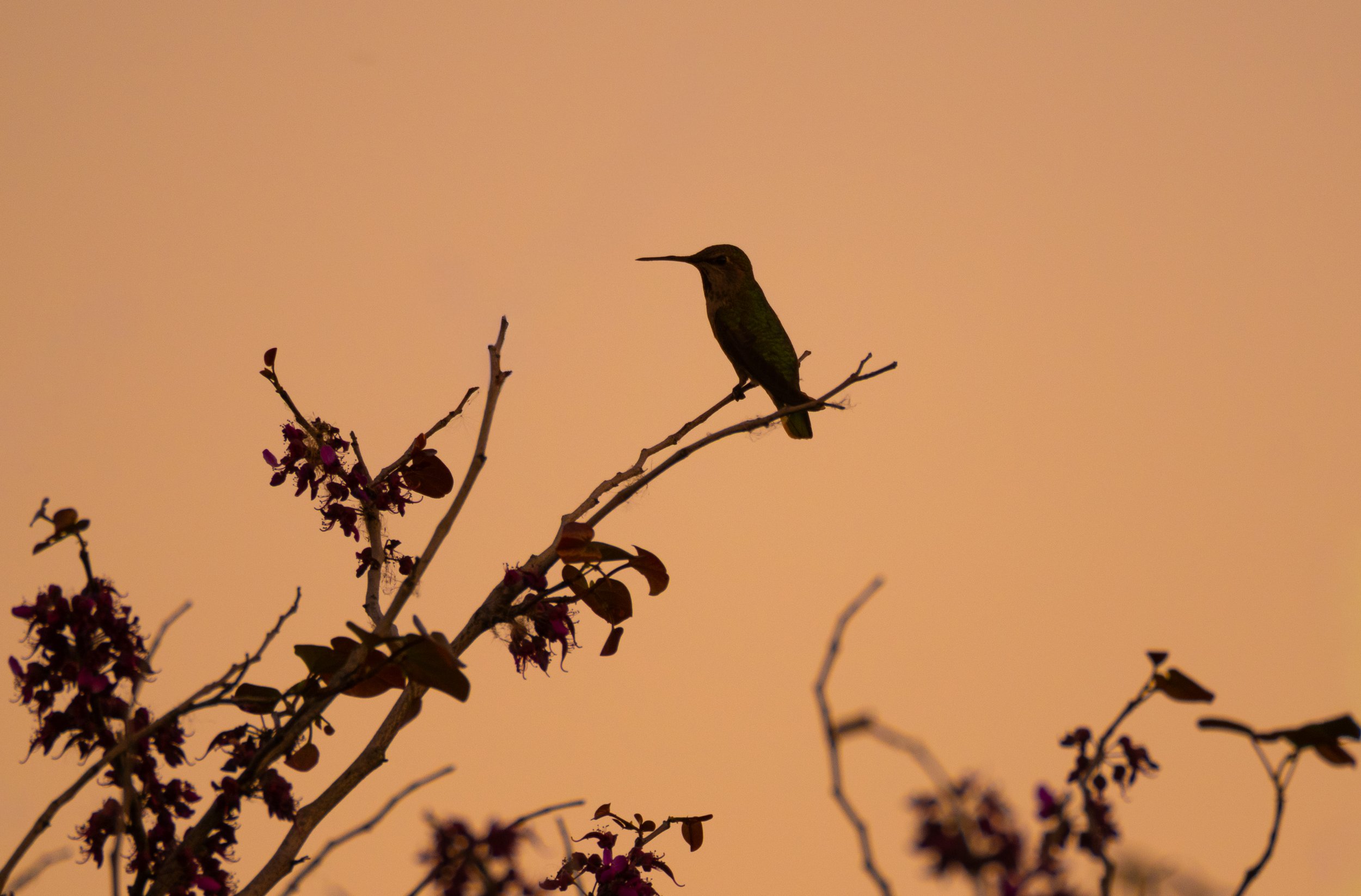 sunset birds 9.jpg