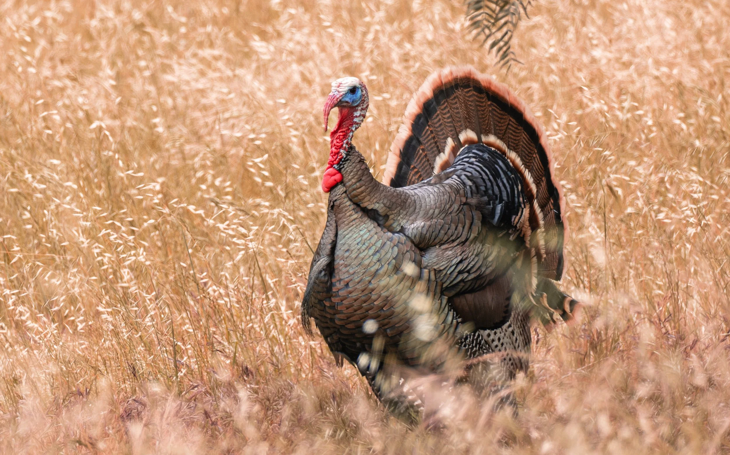 wild turkey 4.jpg