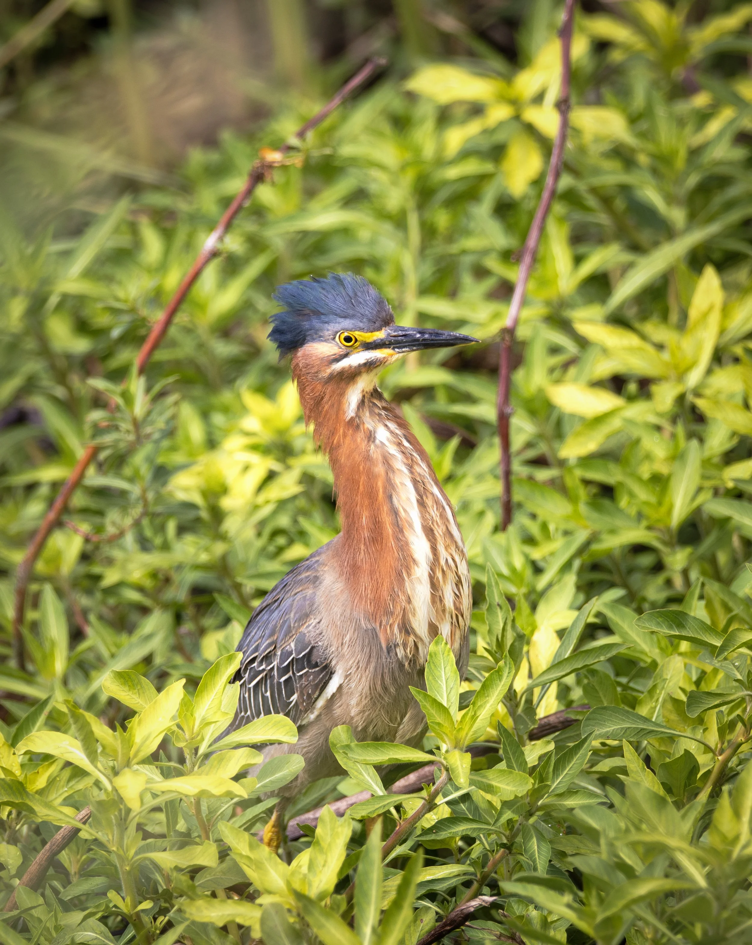 green heron 9.jpg