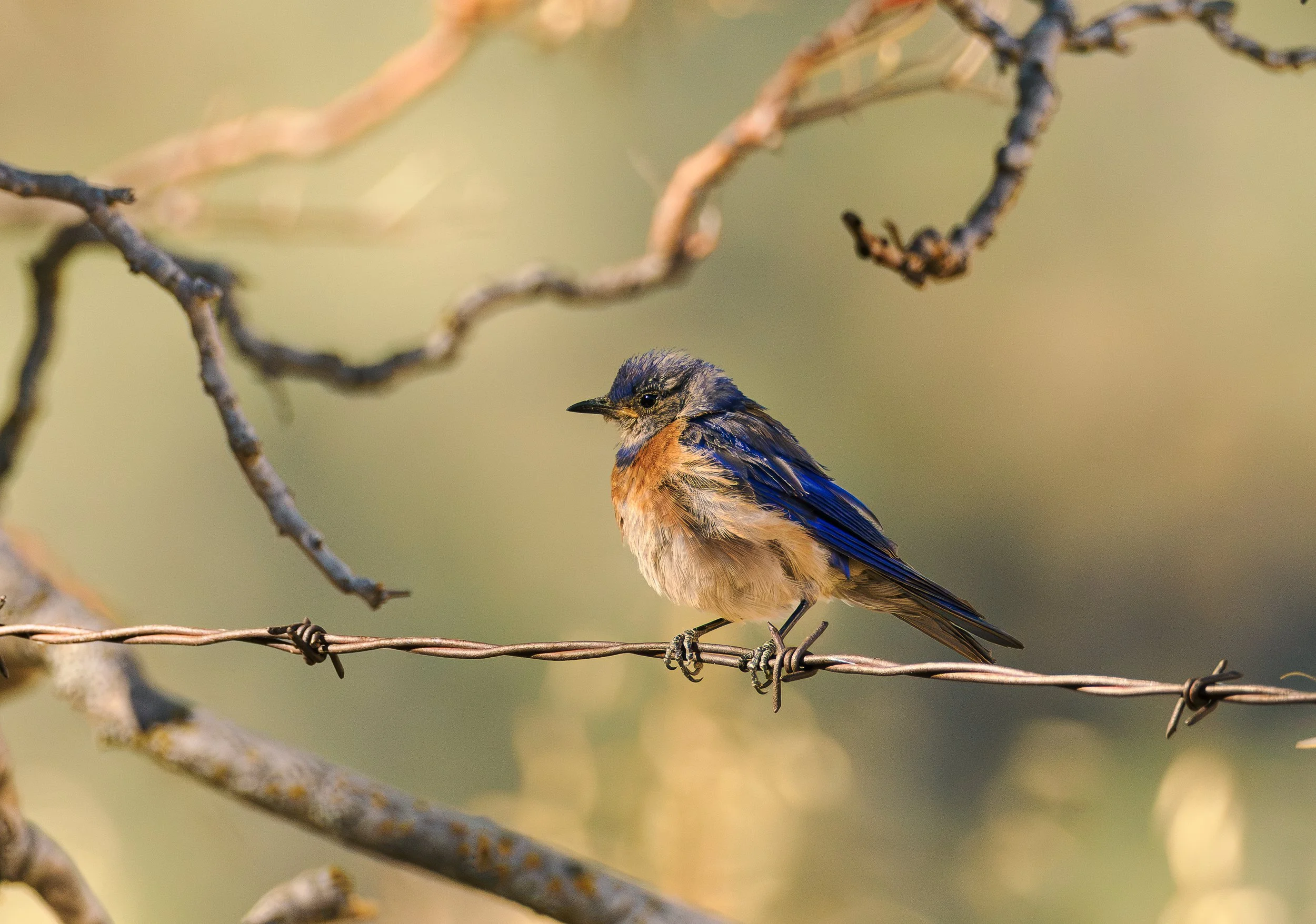 western bluebird barbwire.jpg