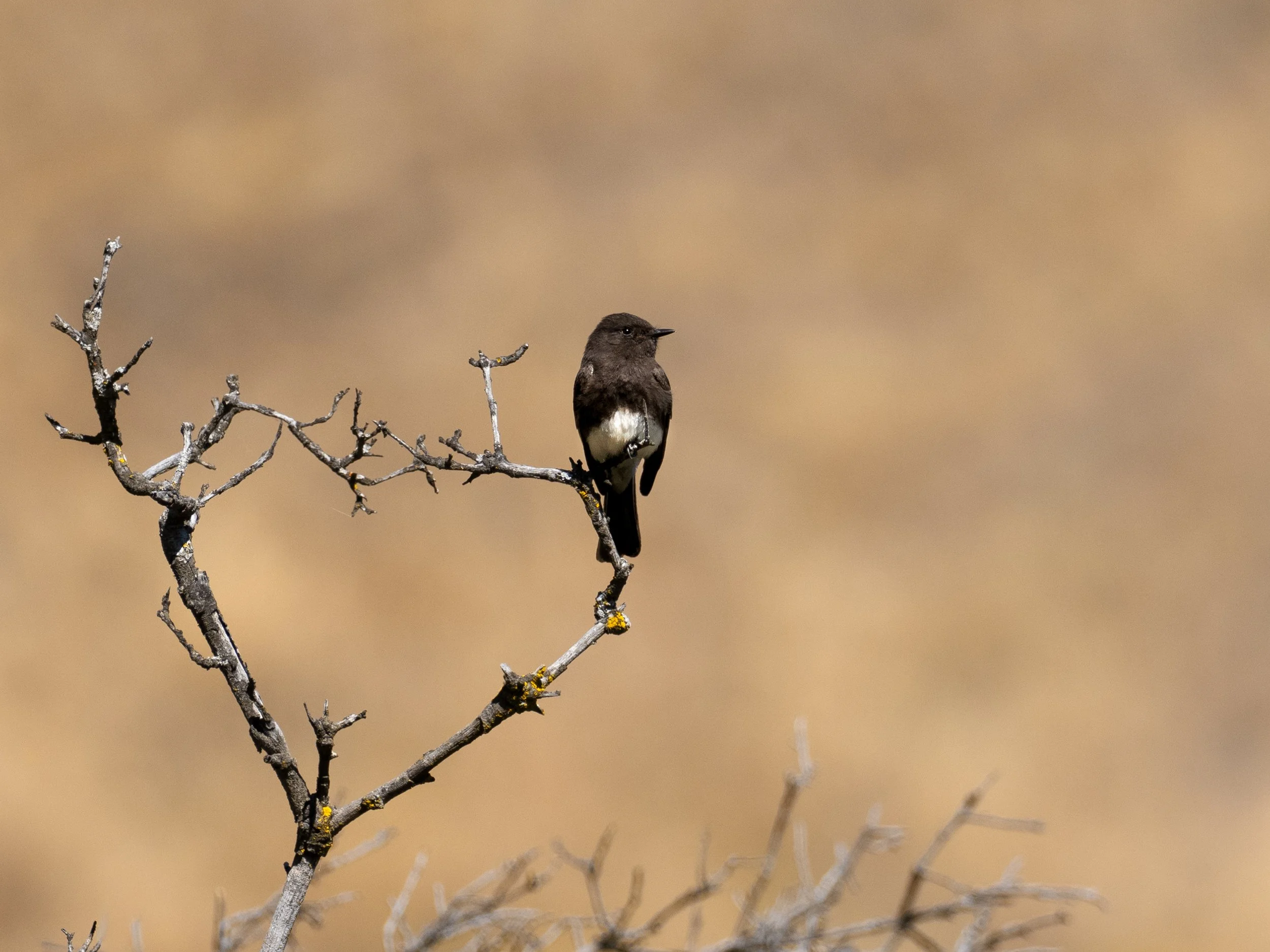 Black Phoebe (p).jpg
