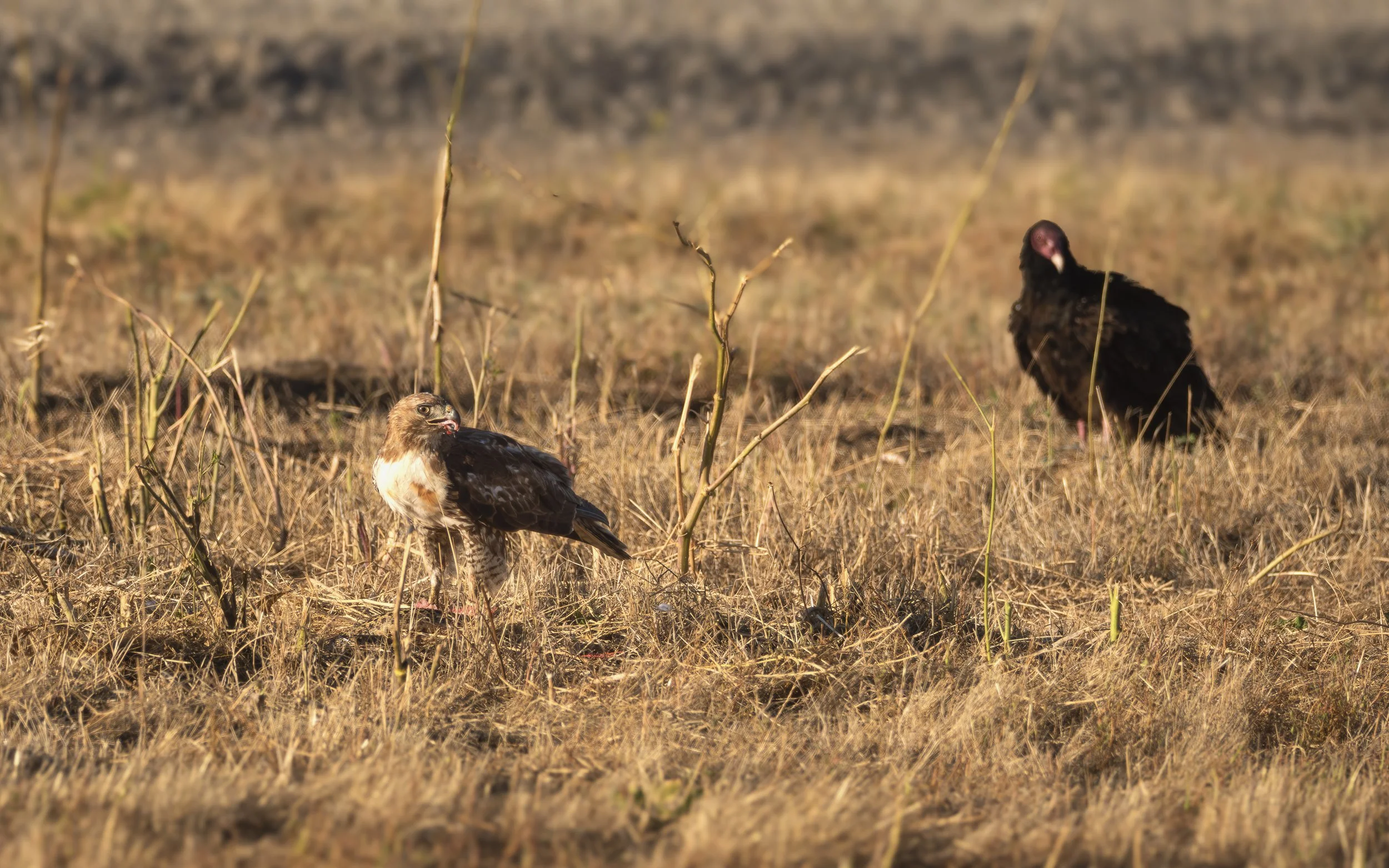 red tailed hawk 10.jpg