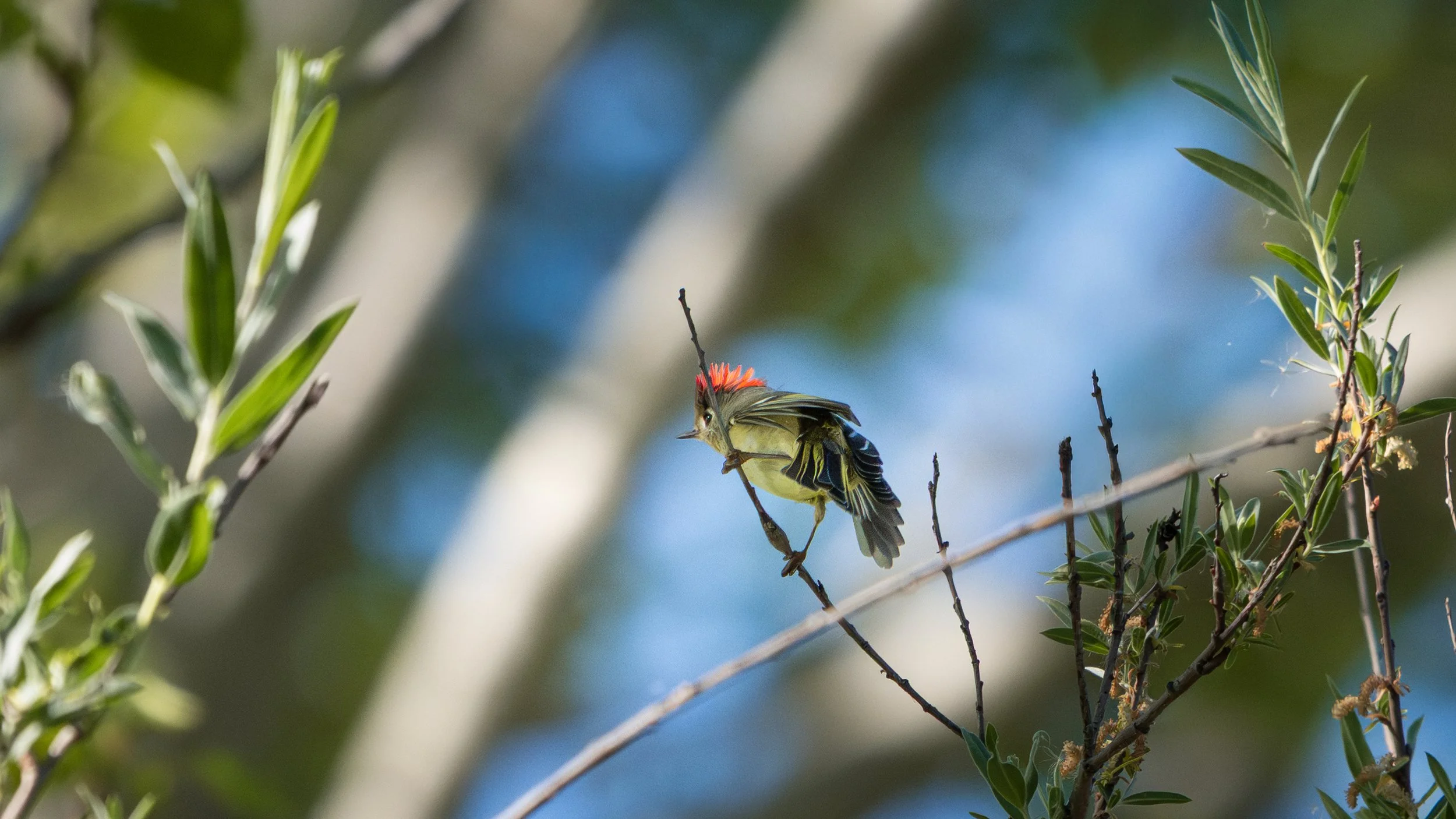 ruby crowned kinglet.jpg