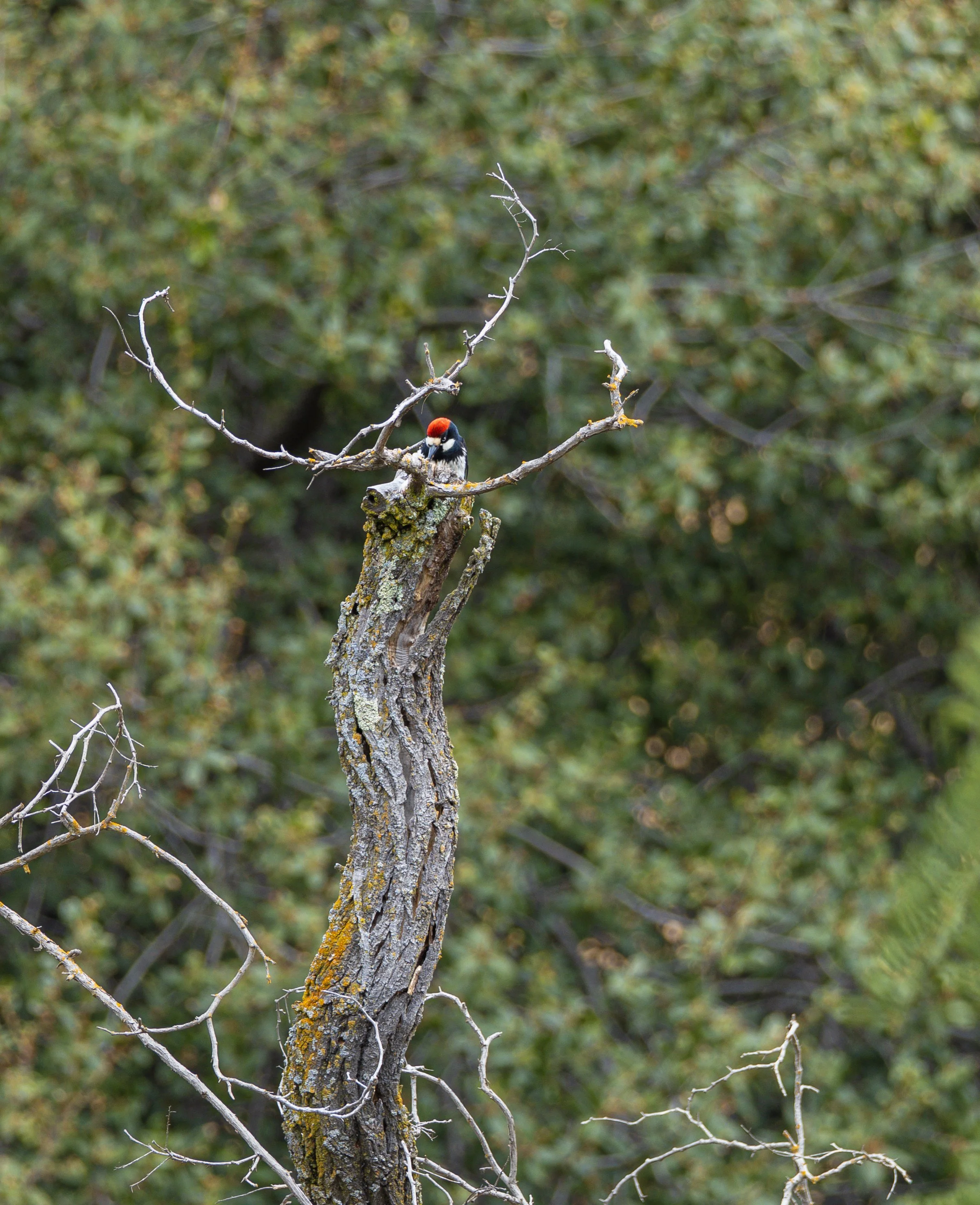 nuttall's woodpecker.jpg