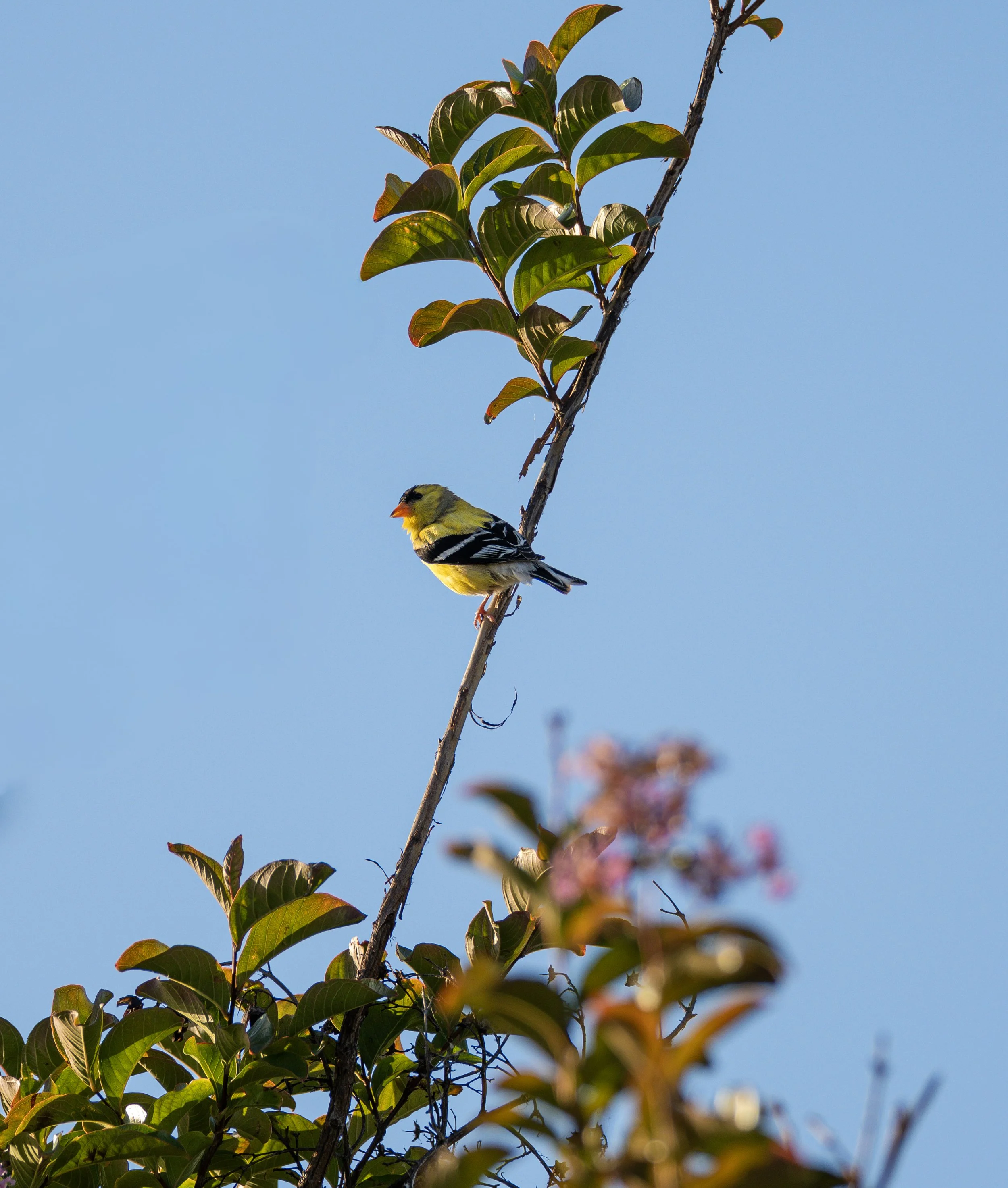 goldfinch.jpg