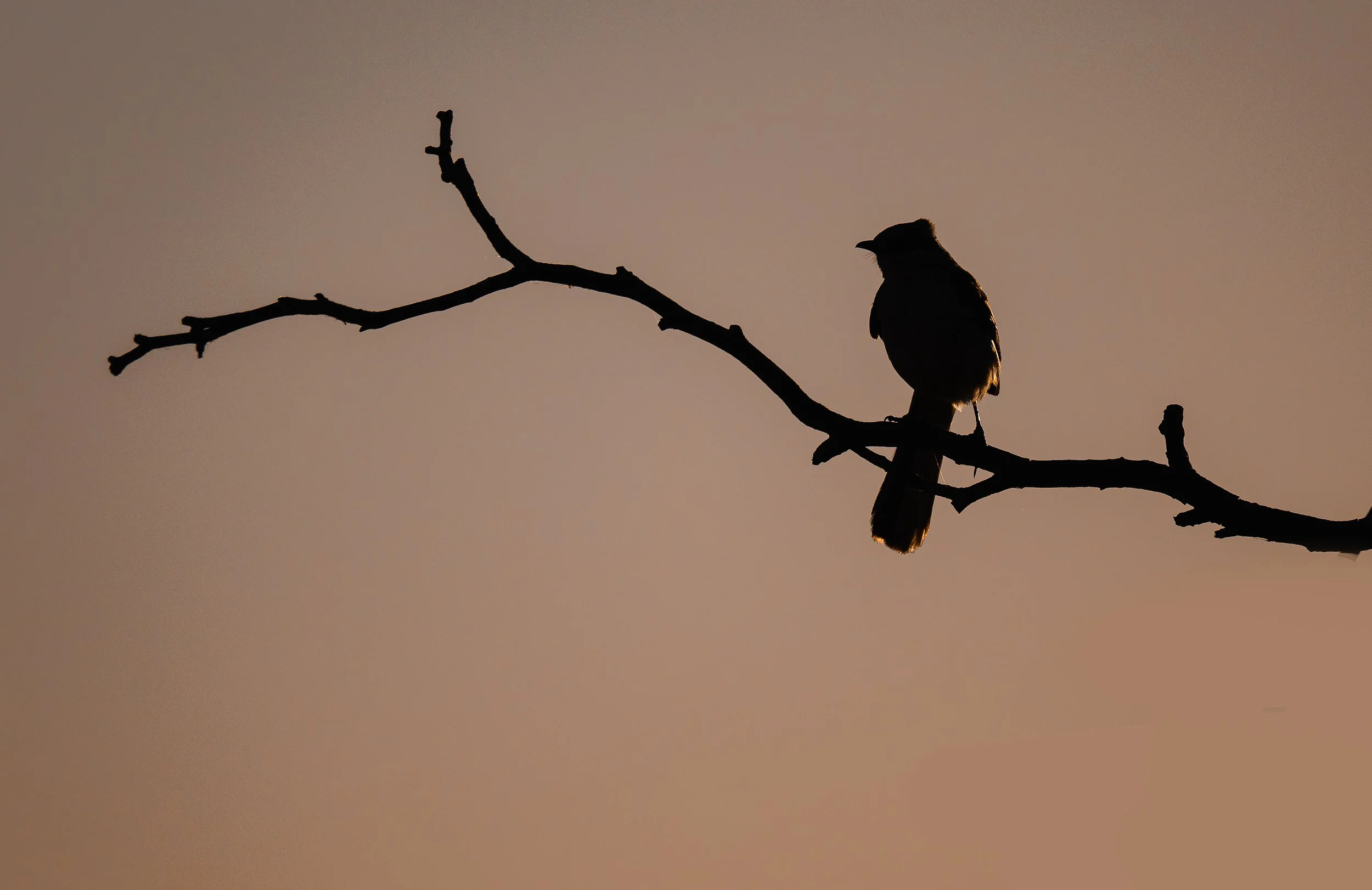 NZ8_6888-Edit.jpg