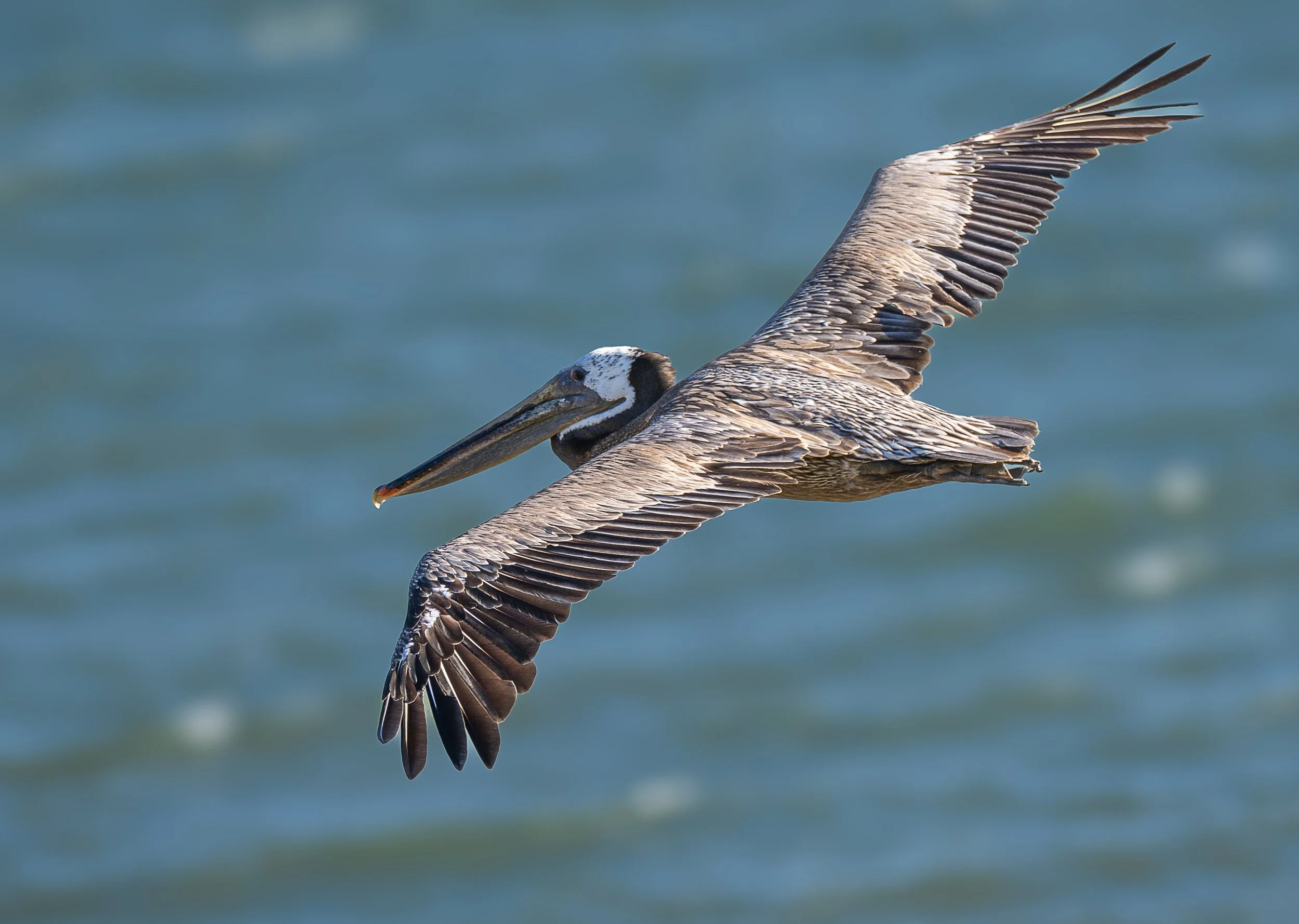 brown pelican 2.jpg