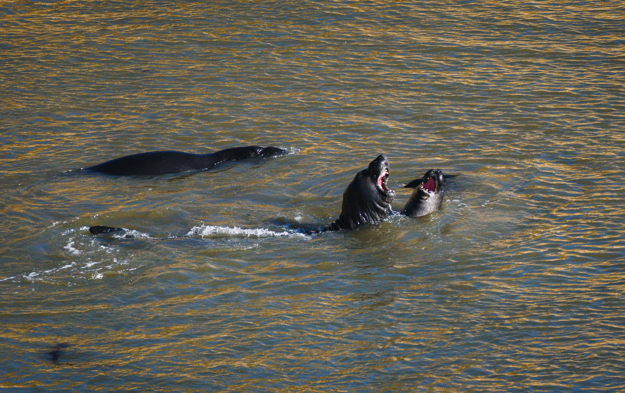 elephant seals.jpg