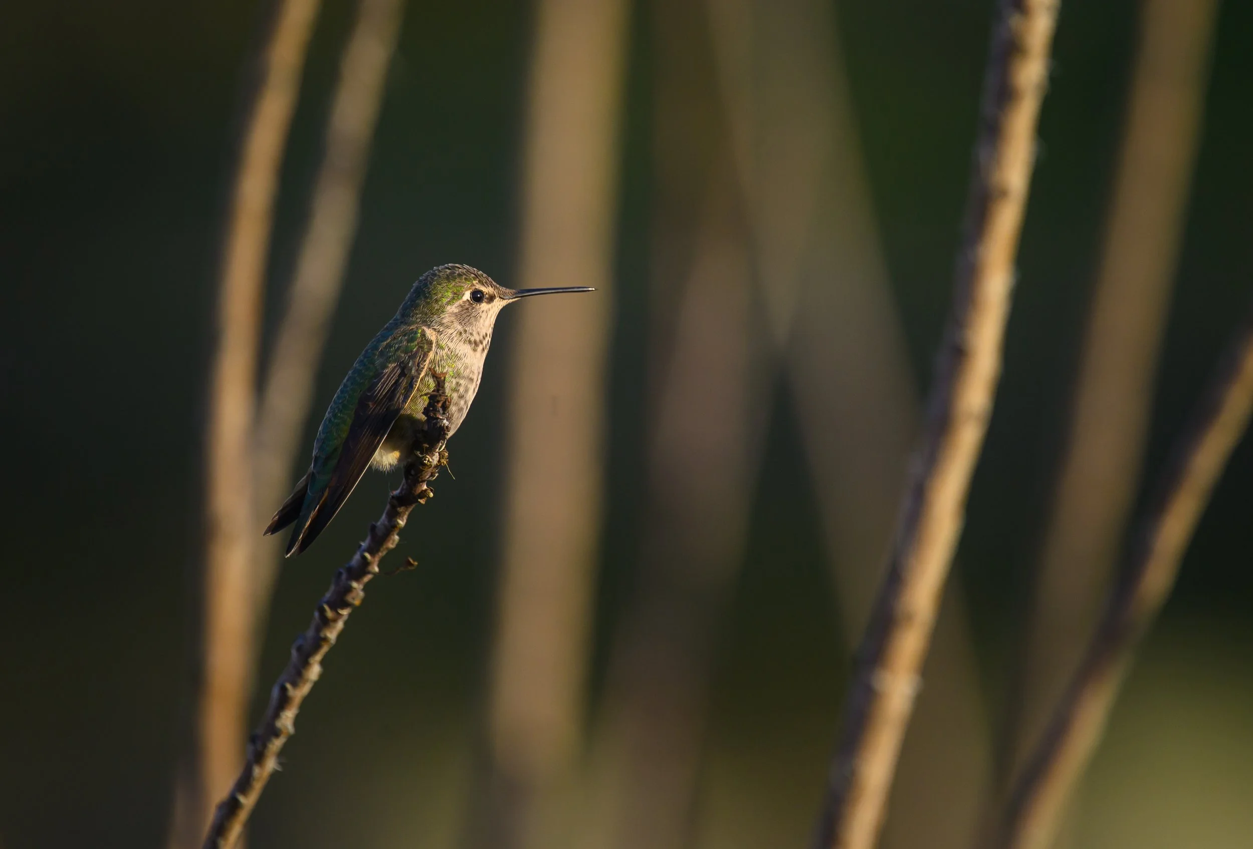anna's hummongbird 11.jpg