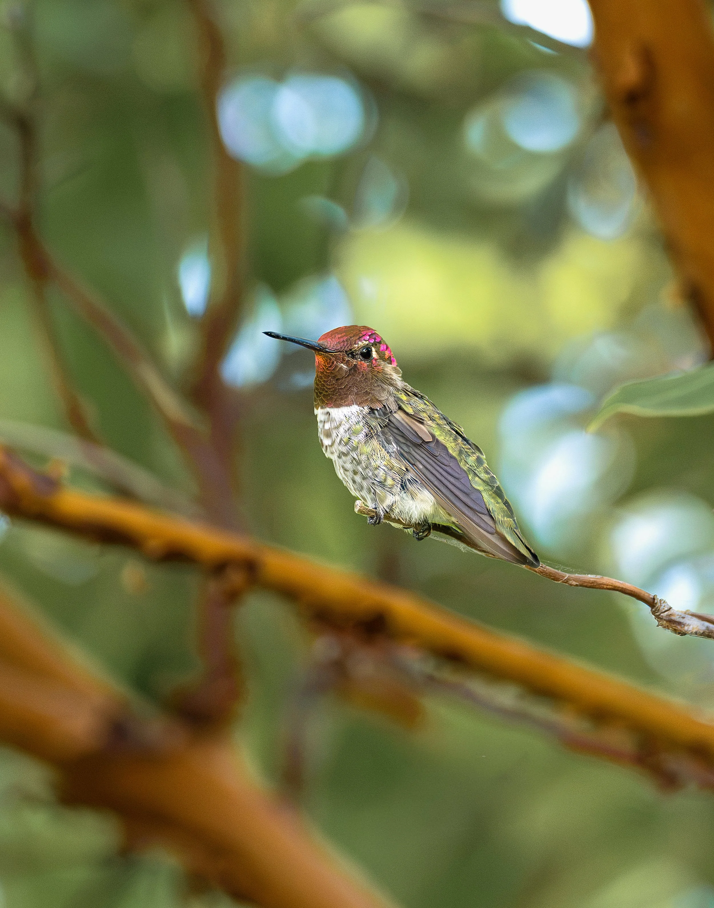 hummingbird pink.jpg