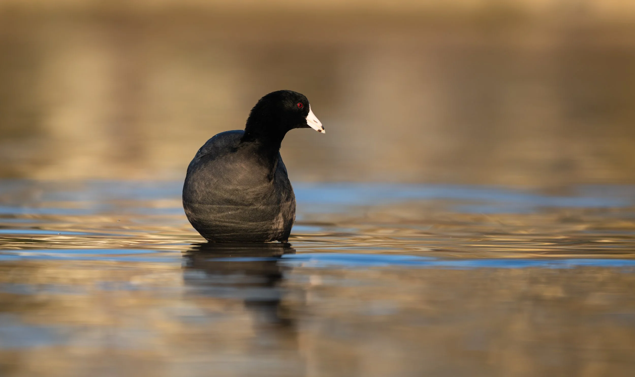 NZ8_4550.jpg