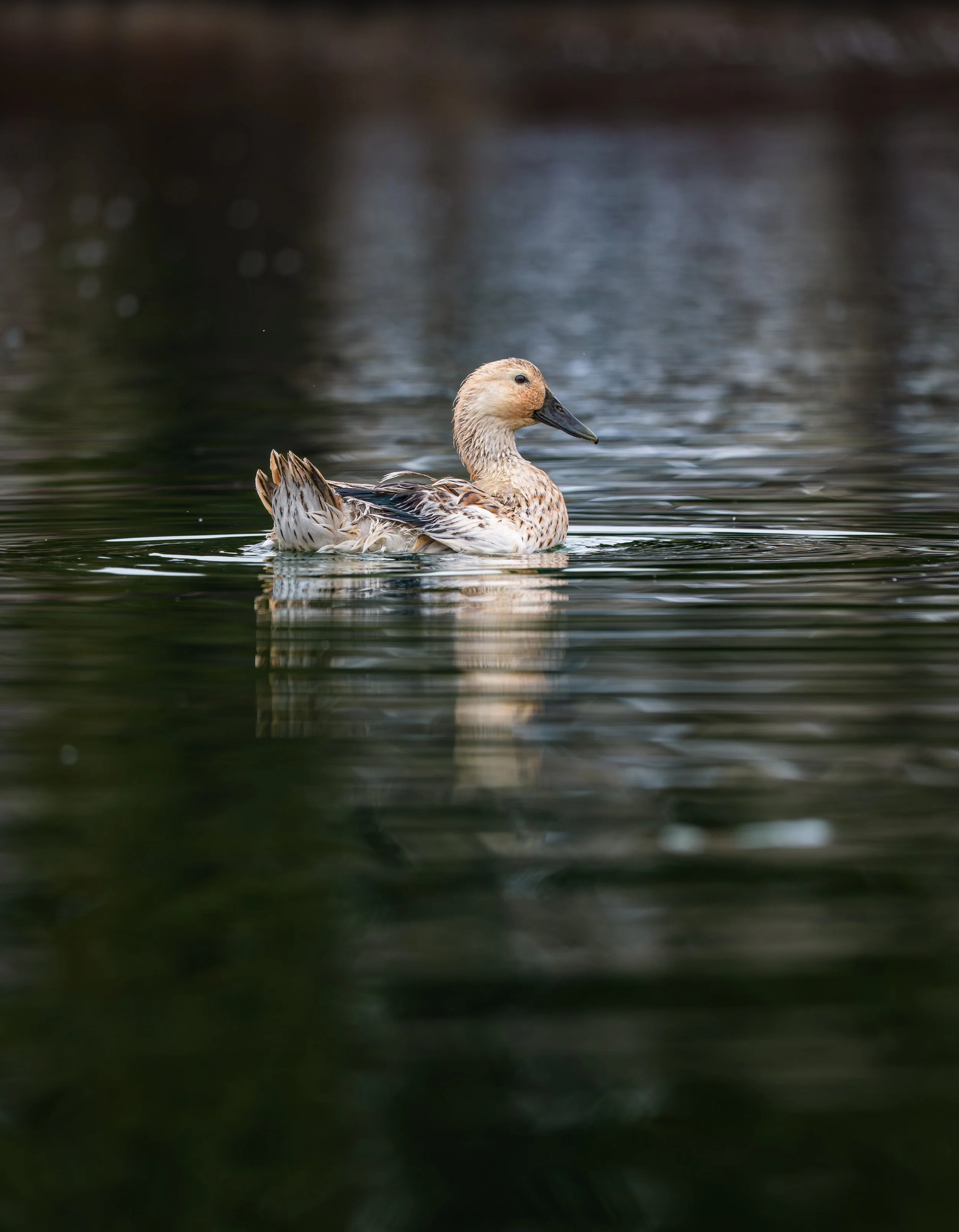 NZ8_3441.jpg
