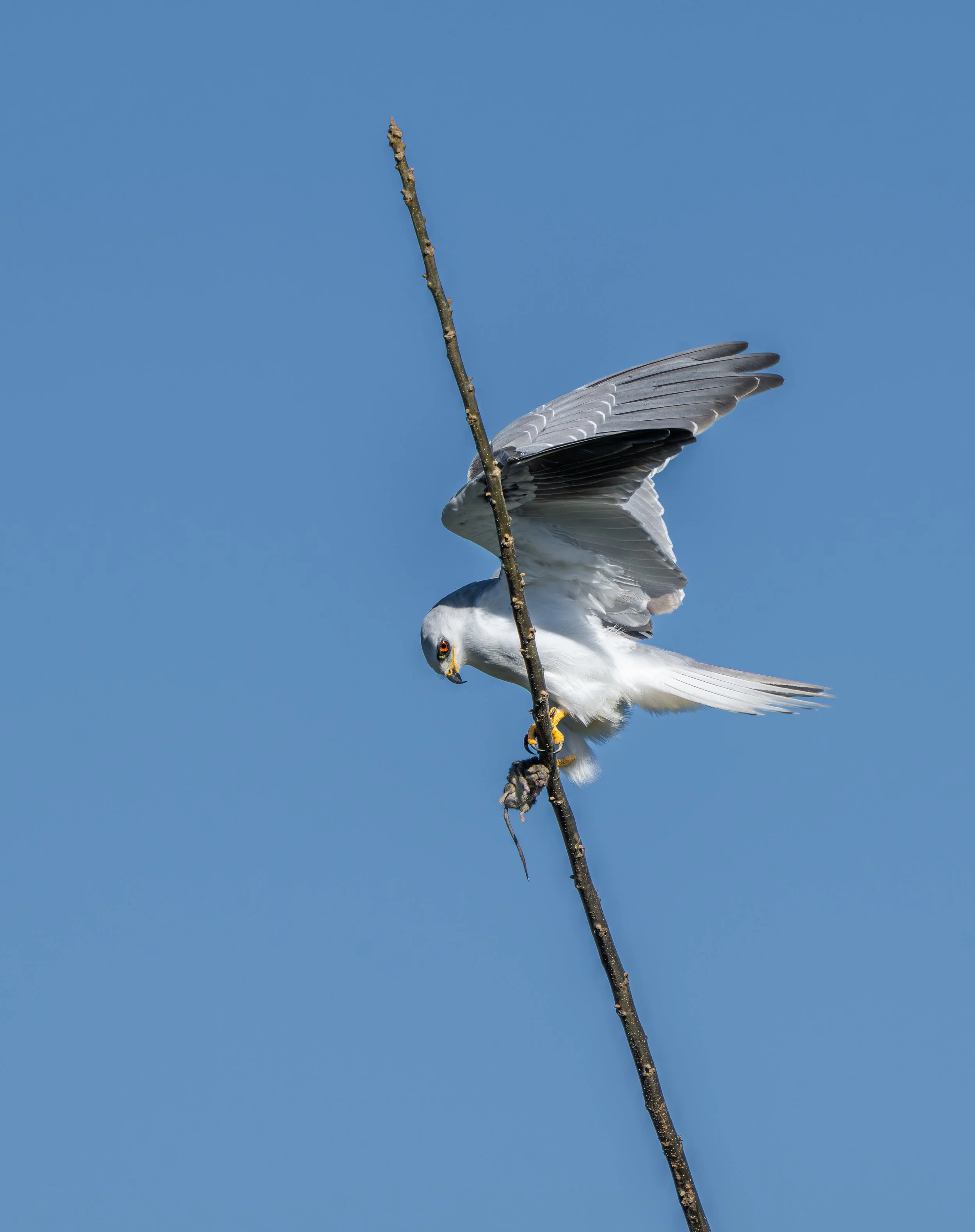 NZ8_0131.jpg