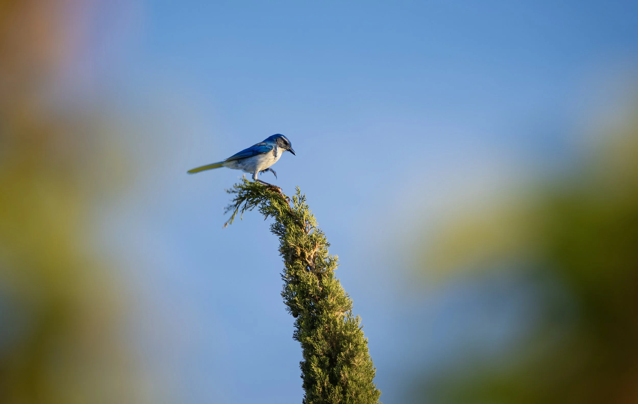 california bluejay 2.jpg