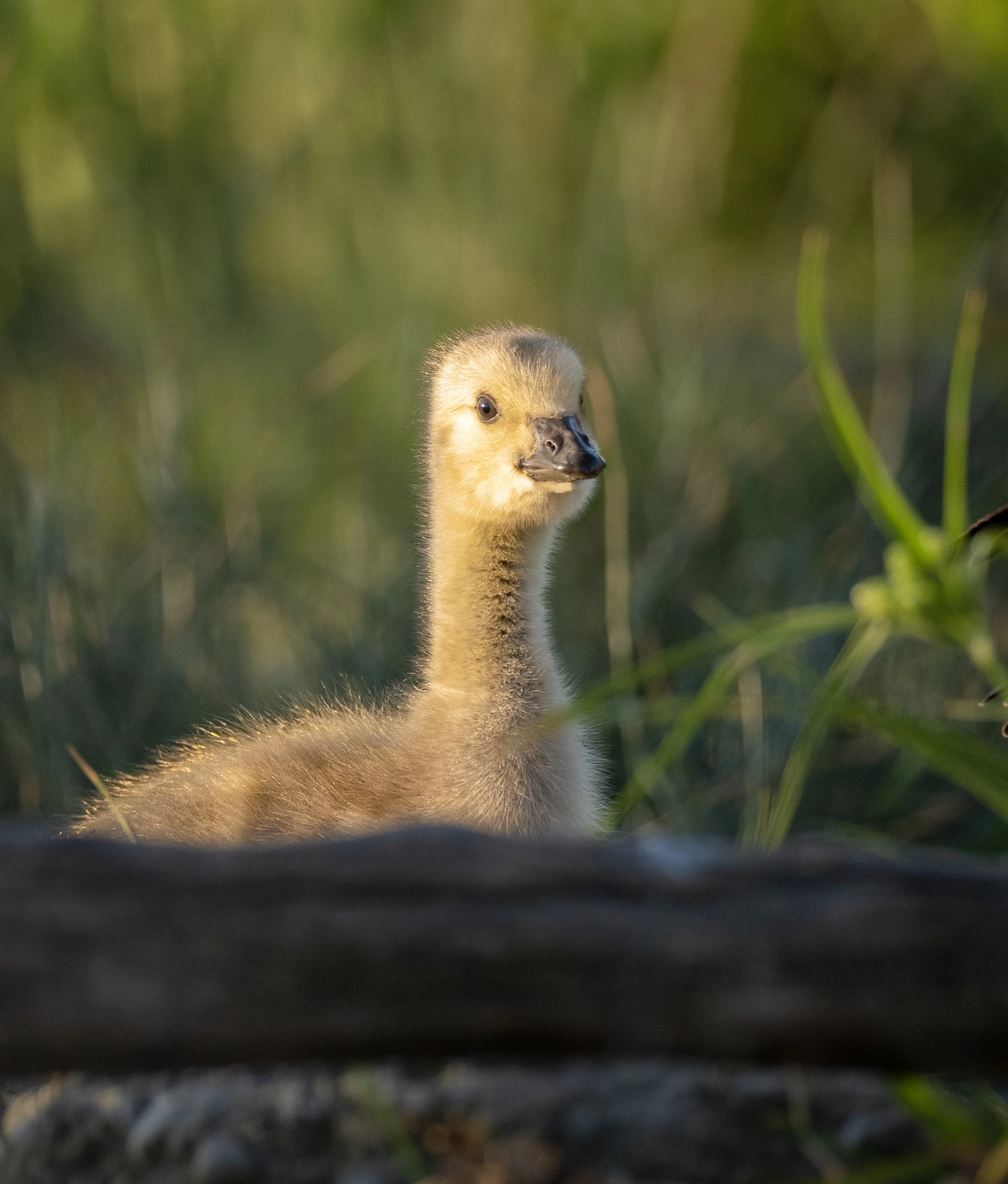 geese chick 3.jpg
