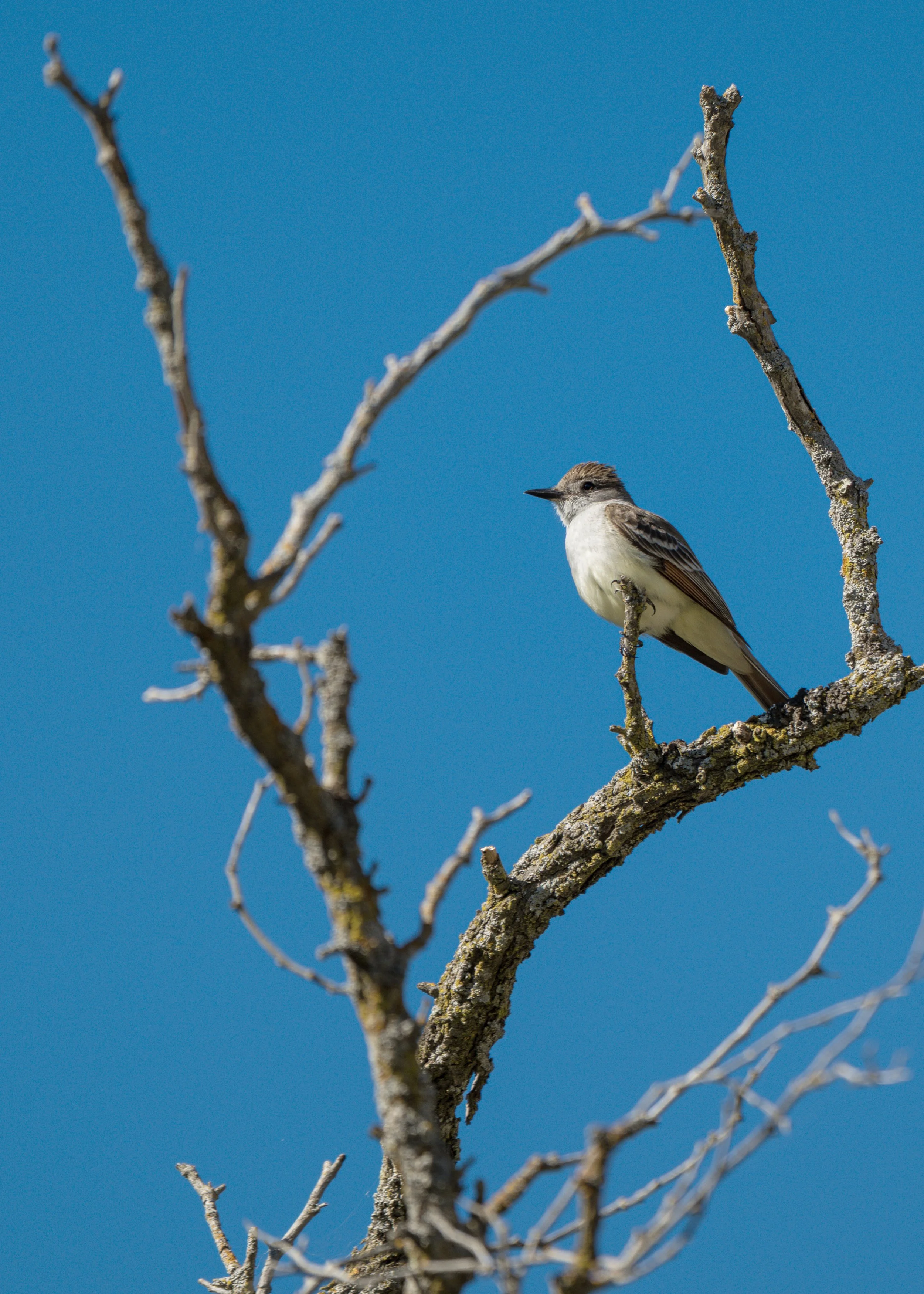 ash-throat flycatcher.jpg
