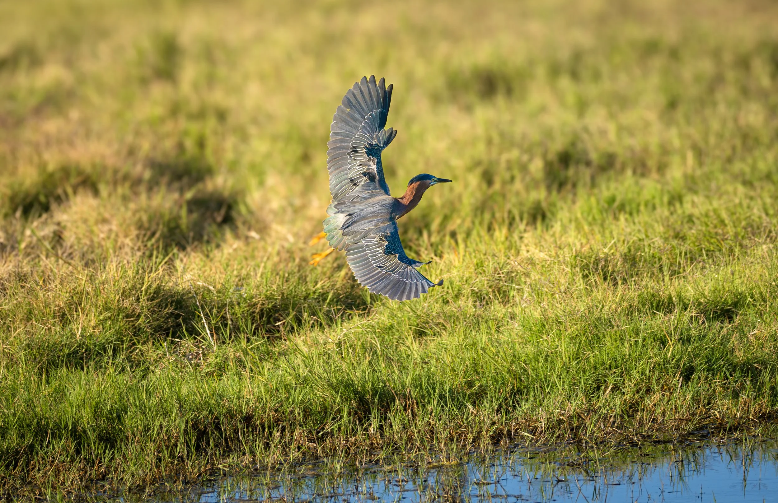 green heron 6.jpg