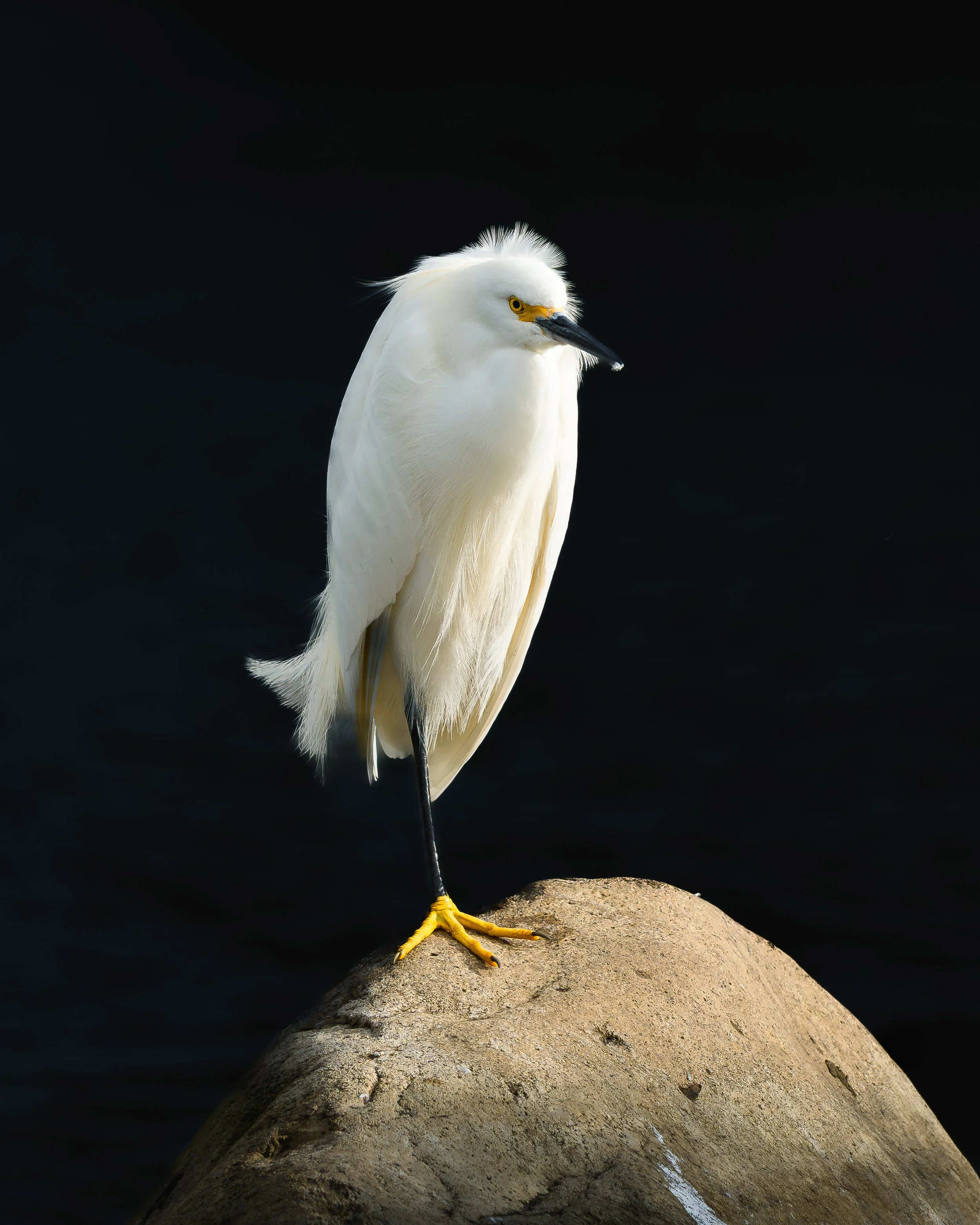 DSC_3911.jpg