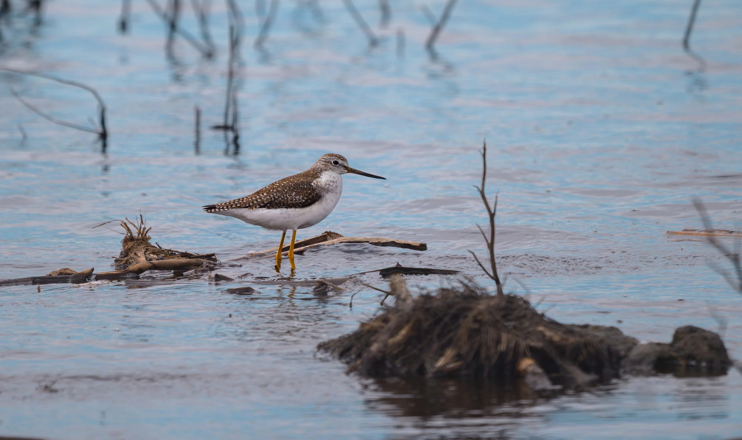 lesser yellowlegs.jpg