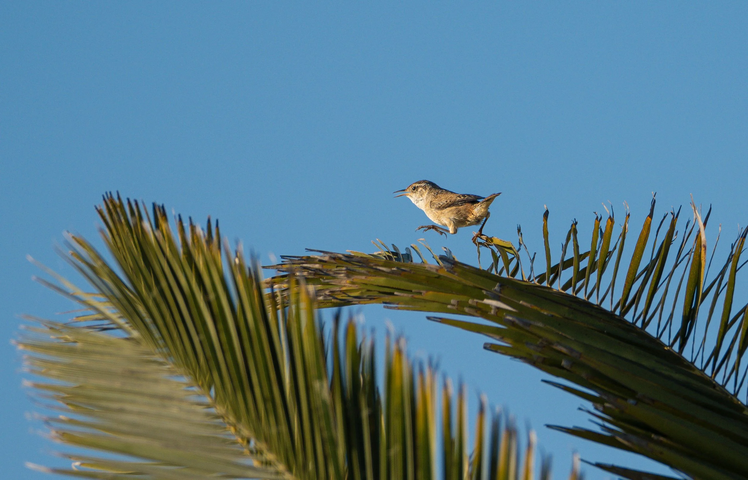 marsh wren 7.jpg