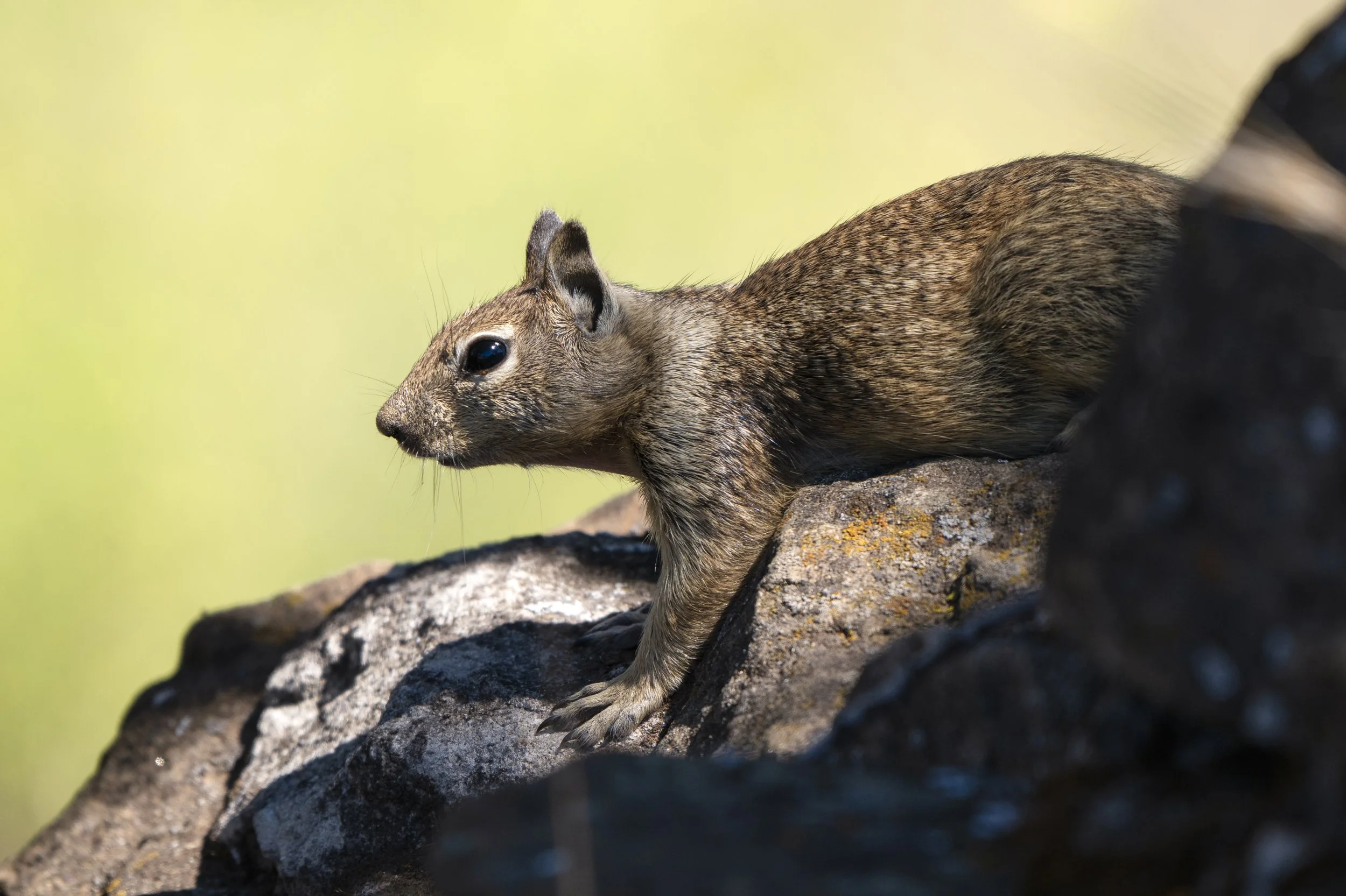 ground squirrel 4.jpg