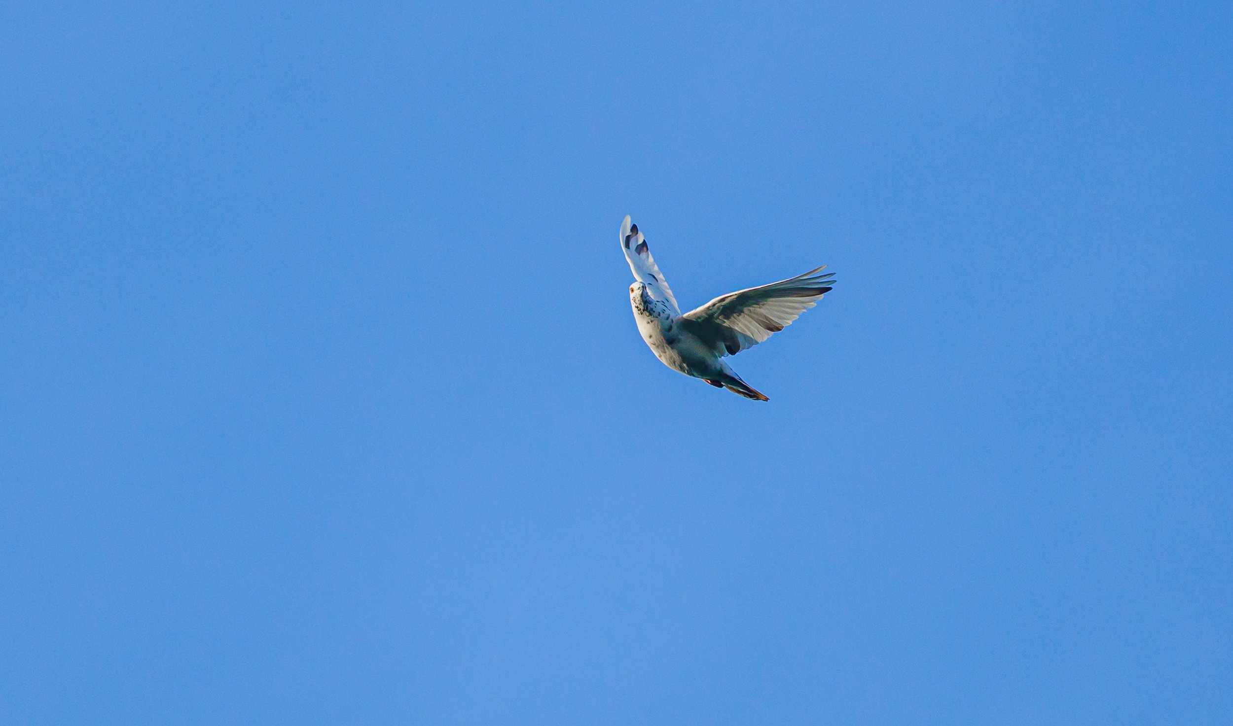 rock pigeon.jpg