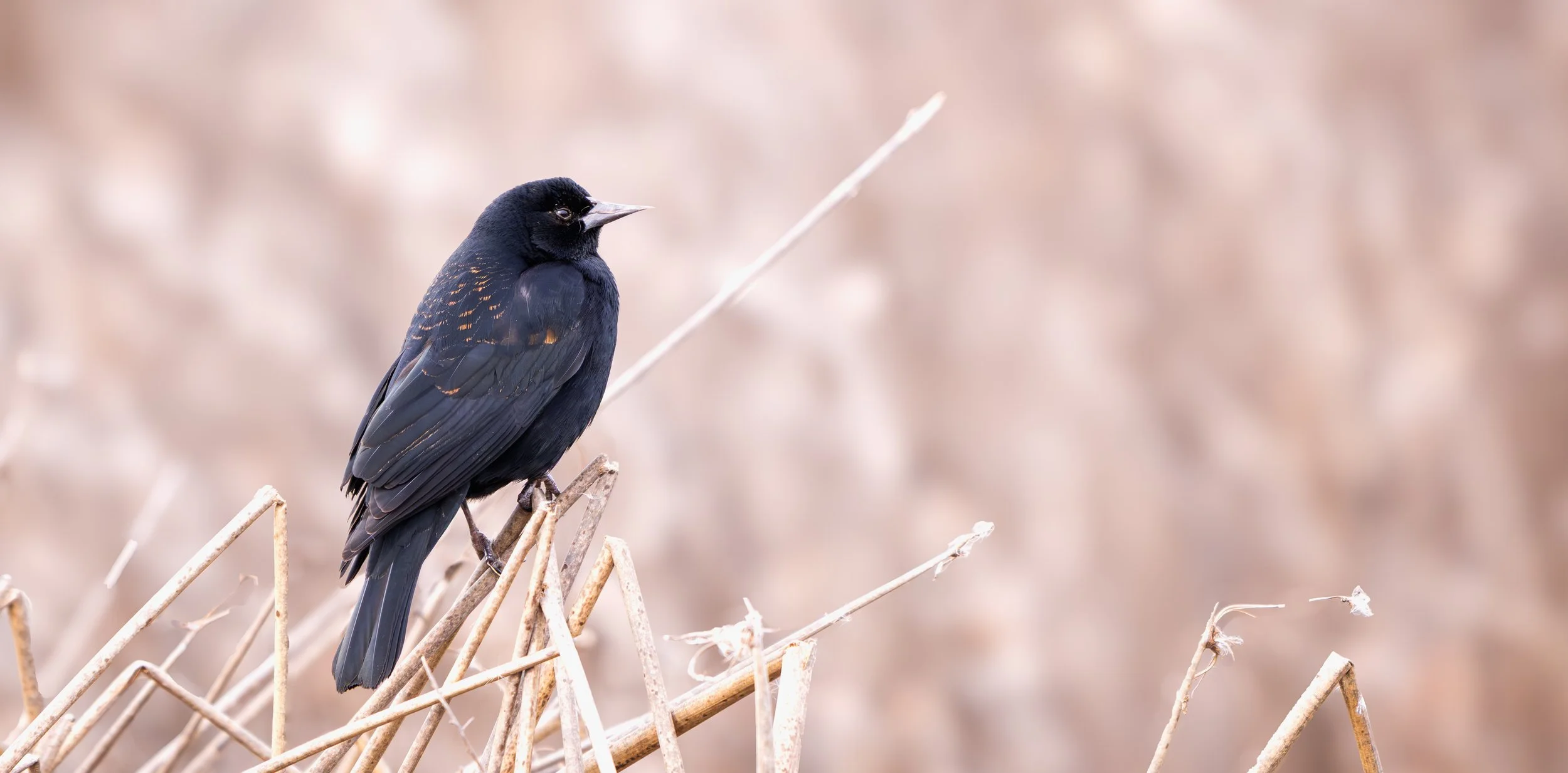 red shoulder blackbird 9.jpg