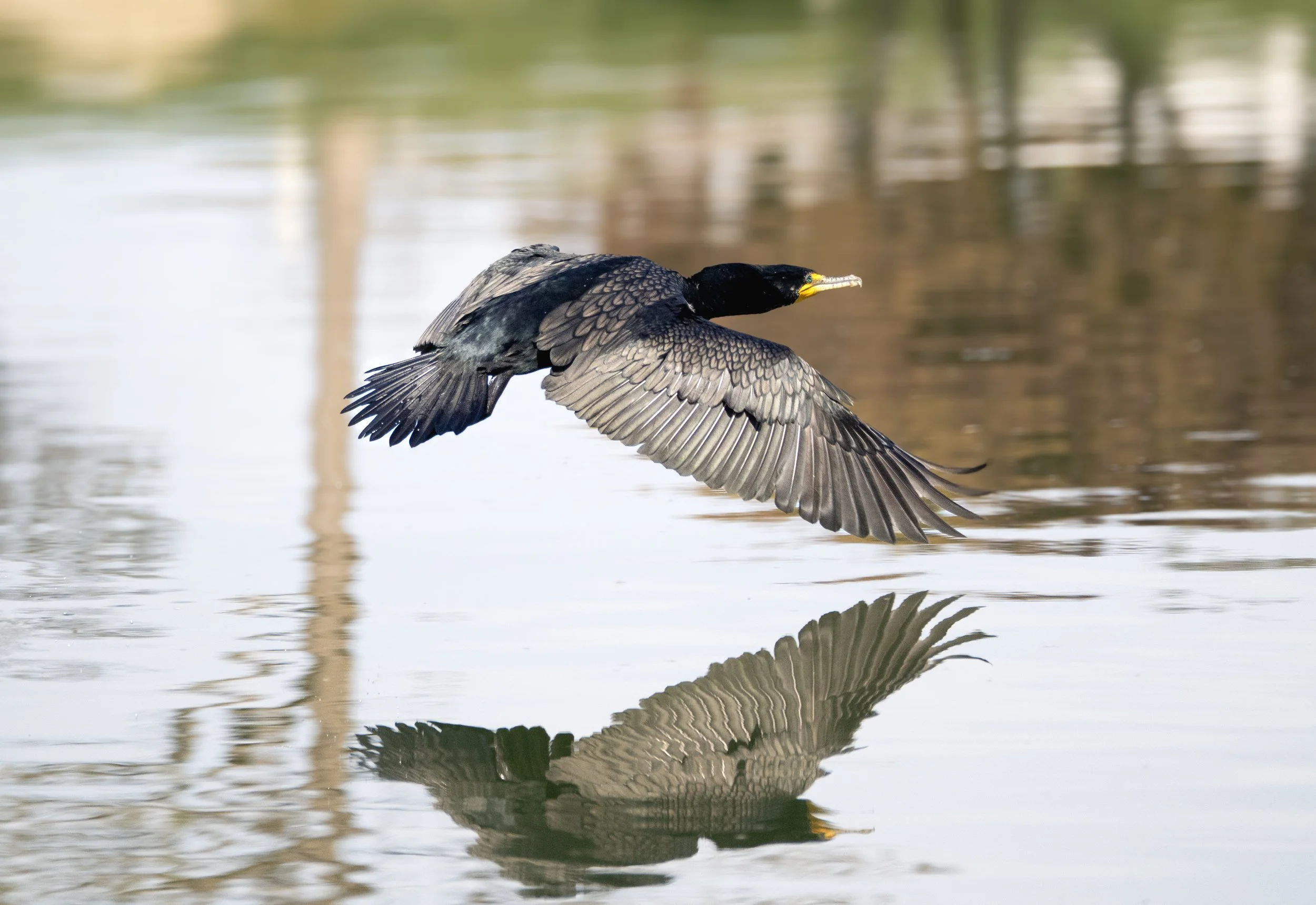 common cormorant fly.jpg