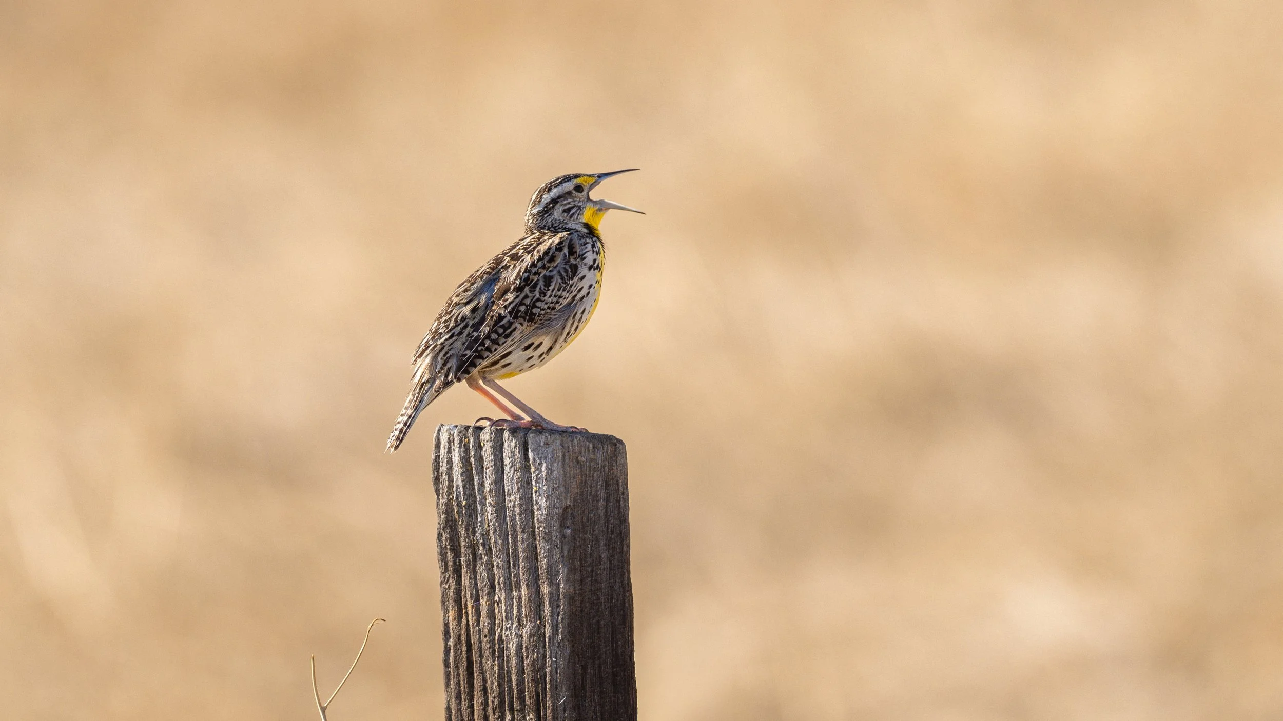 meadowlark 1.jpg