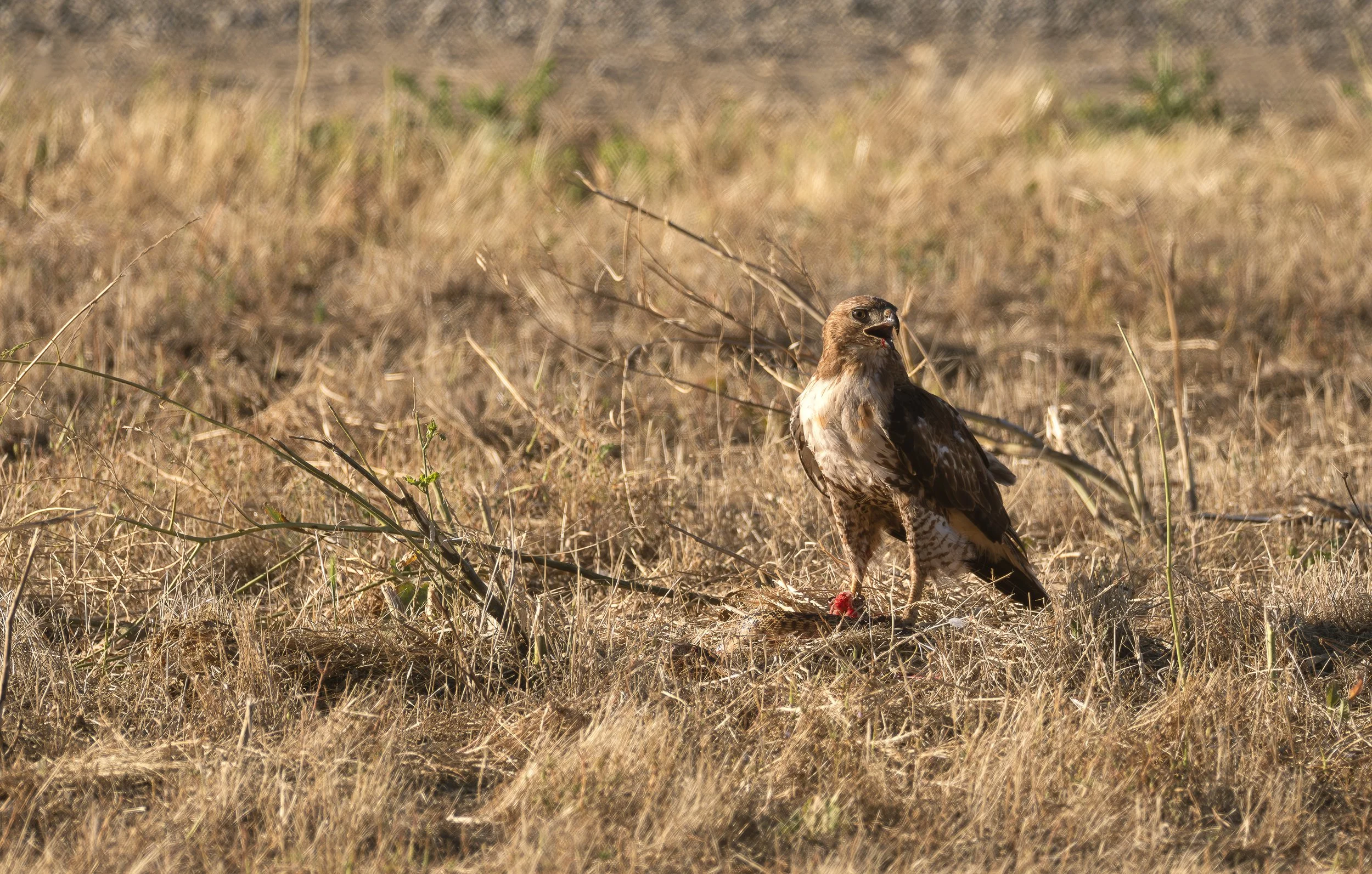 red tailed hawk 9.jpg