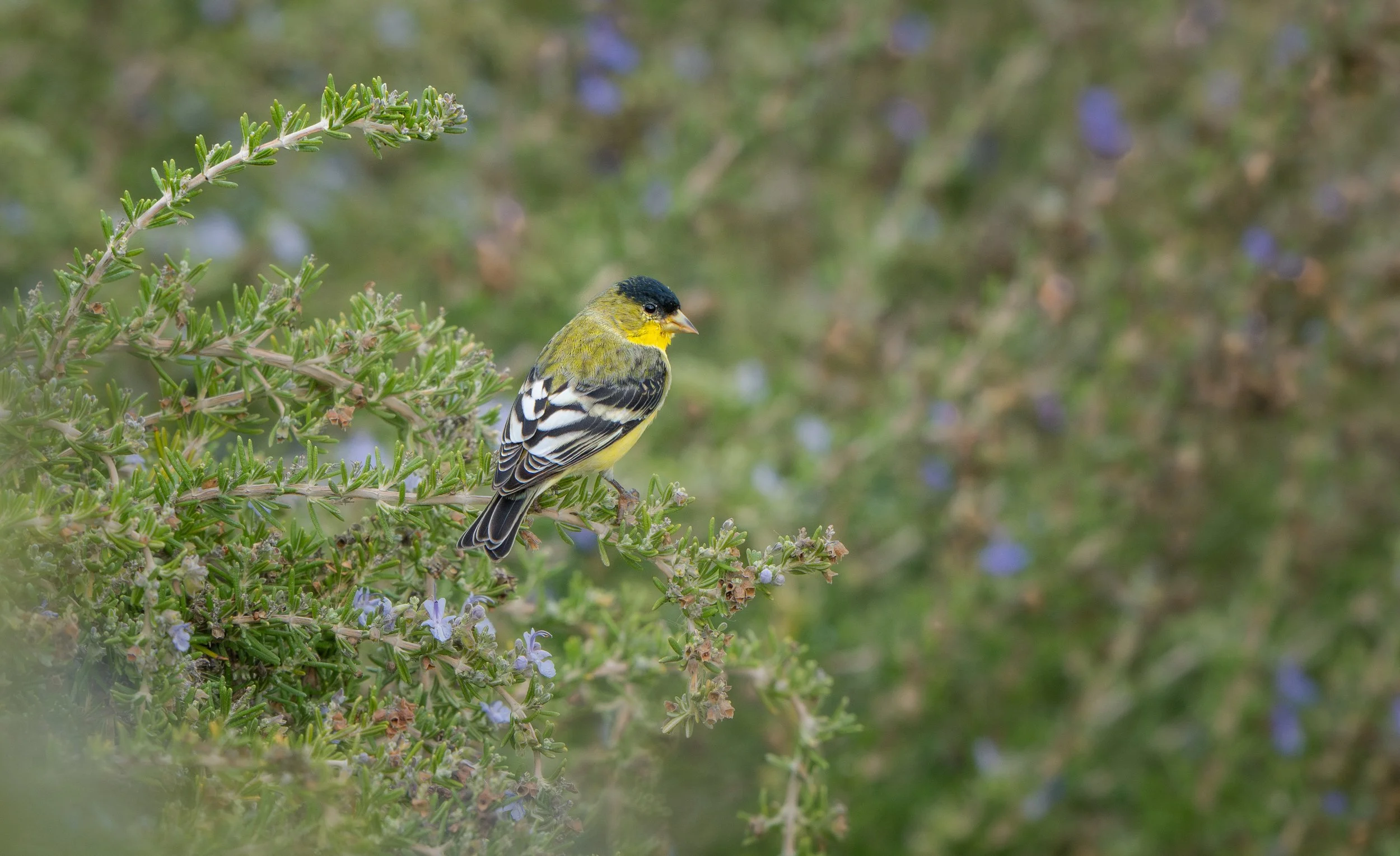 NZ8_0935.jpg