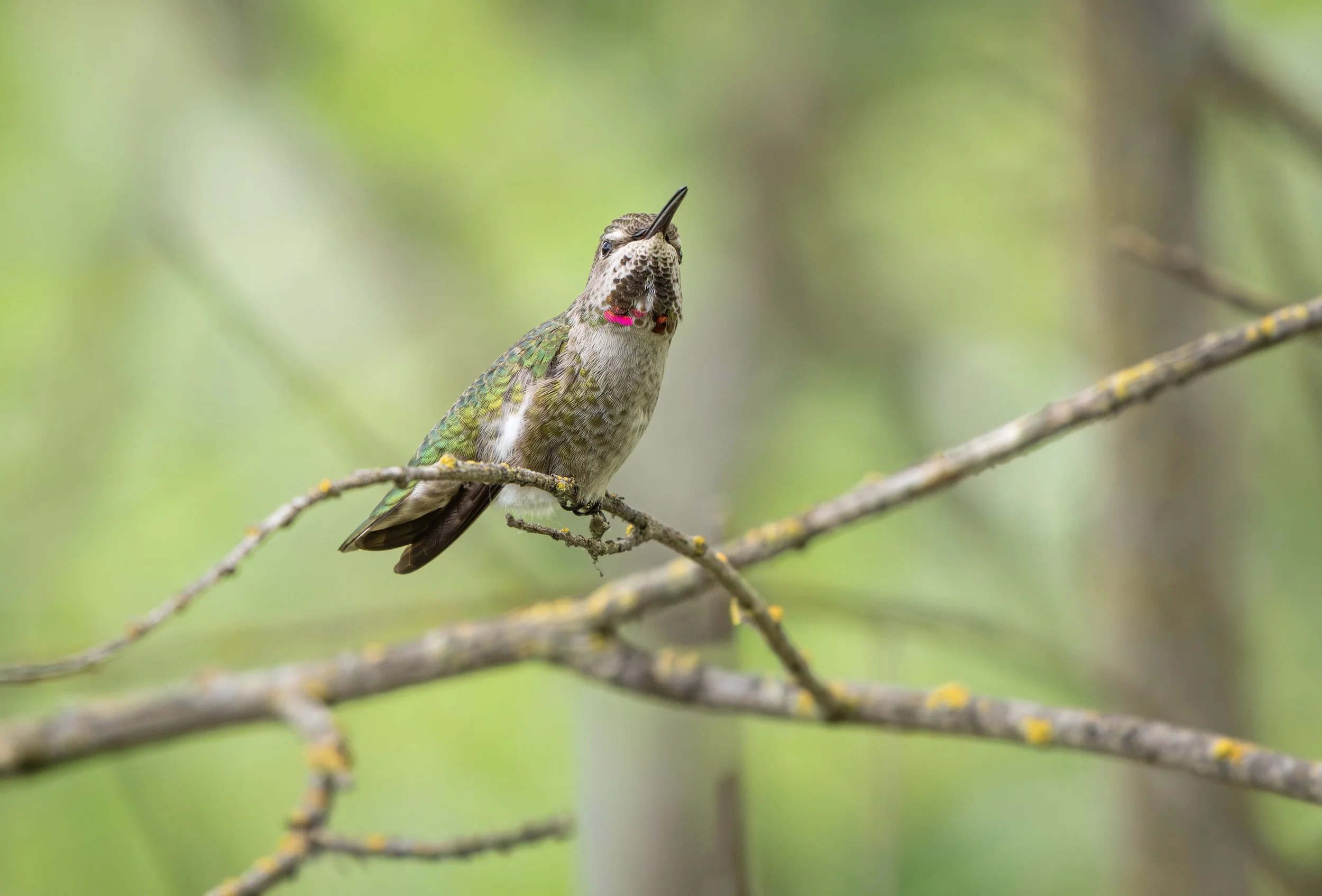 Anna's Hummingbird 7.jpg