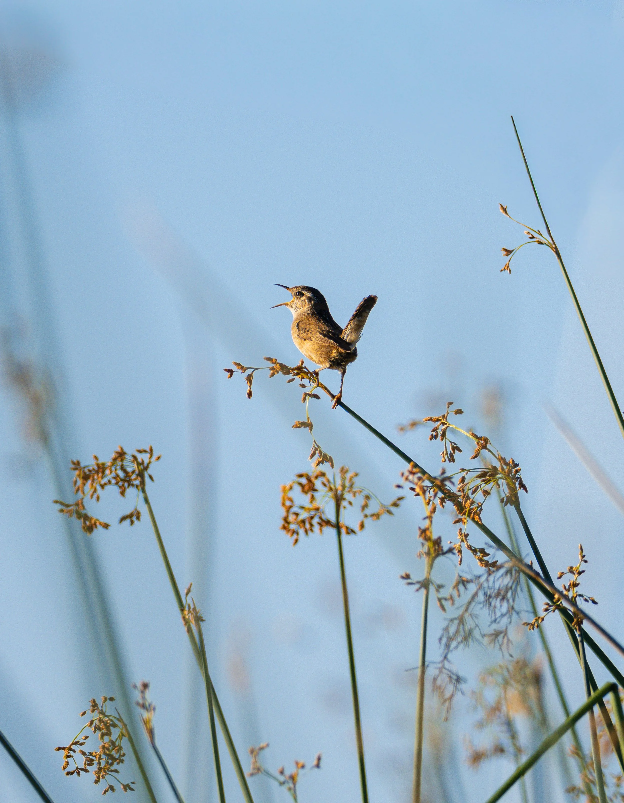 marsh wren 10.jpg
