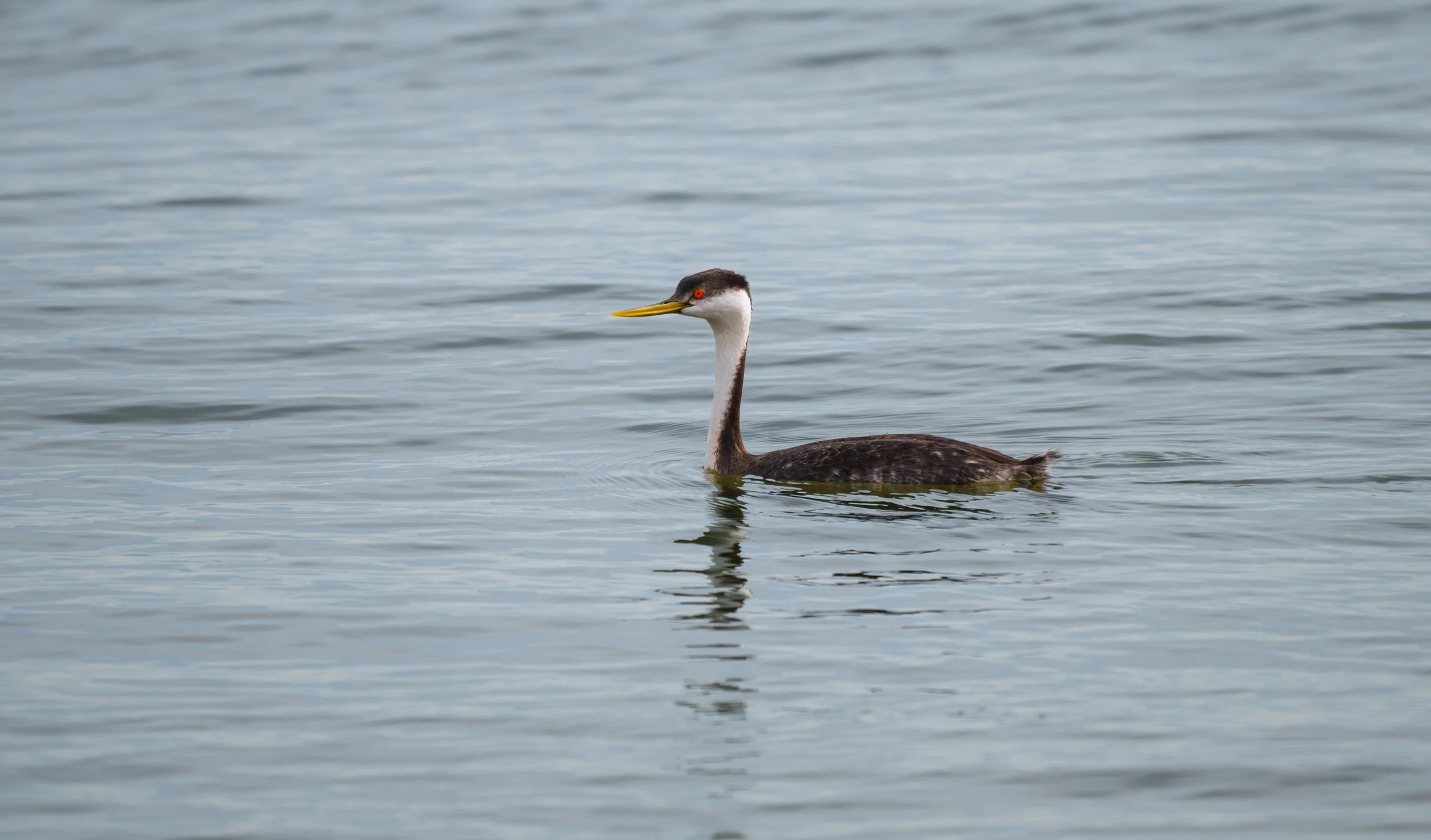 clark's grebe.jpg
