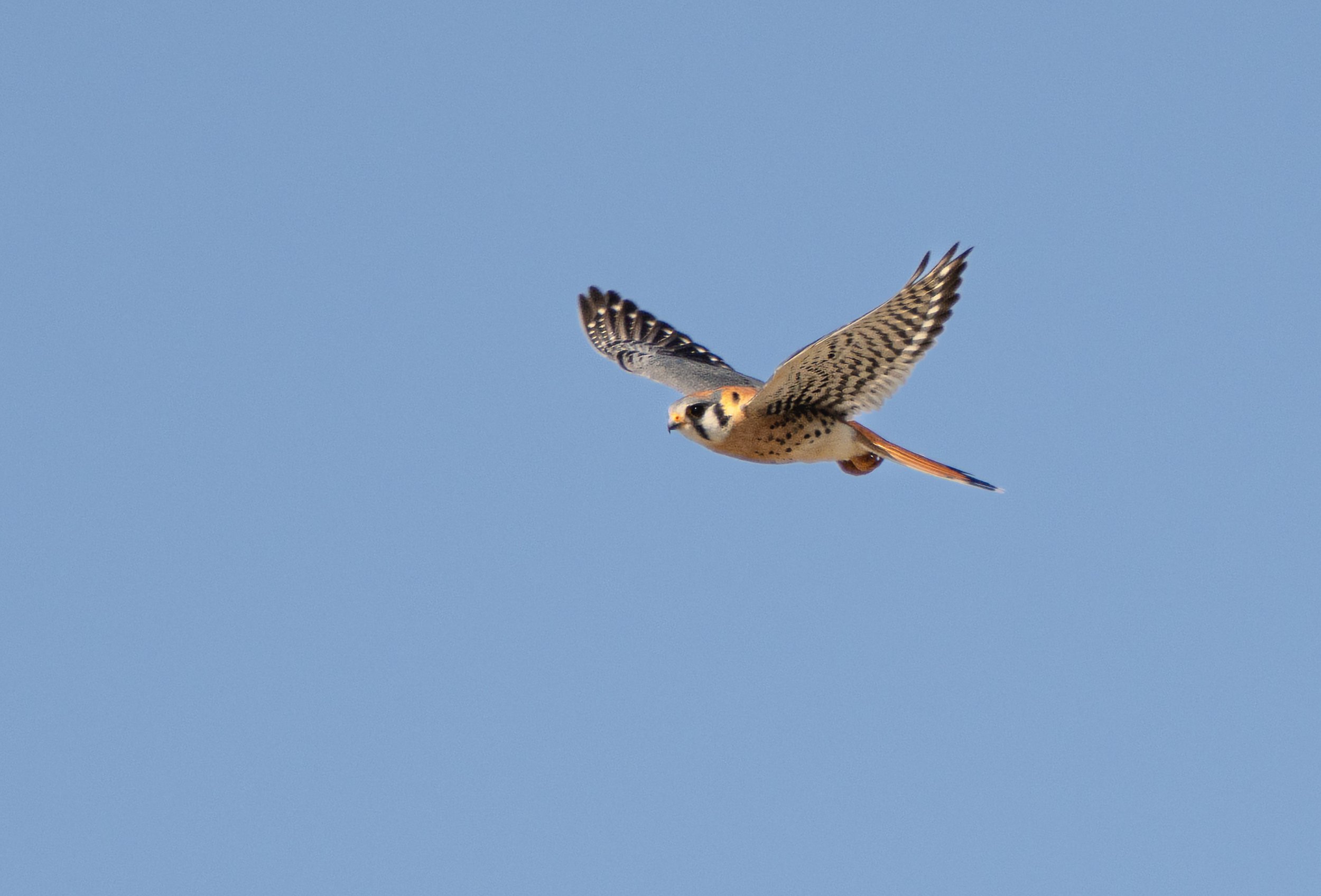 kestrel fly 1.jpg